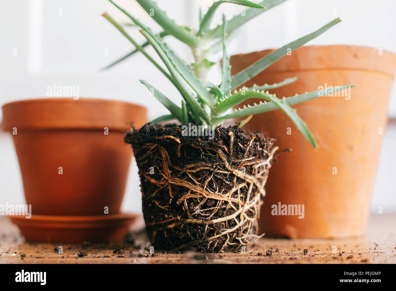 Aloe Vera mit Wurzeln in Erde umtopfen zu greren Tontopf drinnen. Pflege  der Pflanzen Pflanzen Sukkulenten auf hlzernen Hintergrund. Gartenarbeit  Konzept. Umtopfen Stockfotografie - Alamy
