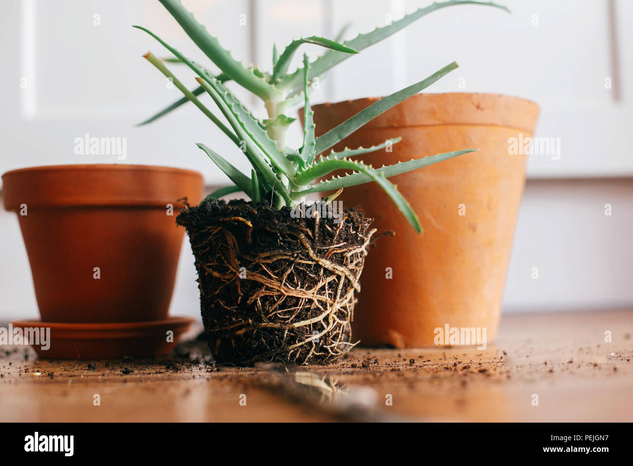 Umtopfen Anlage. Aloe vera mit Wurzeln in Erde umtopfen zu größeren Tontopf drinnen. Pflege der Pflanzen Sukkulenten auf hölzernen Hintergrund. Gartenarbeit Konzept Stockfoto