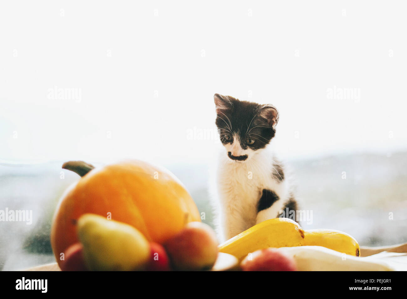 Happy Thanksgiving und Halloween. Ernte und hallo Herbst konzept mit Platz für Text. Adorable Kitty auf Kürbis, Zucchini, Äpfel und Erbse sitzen Stockfoto