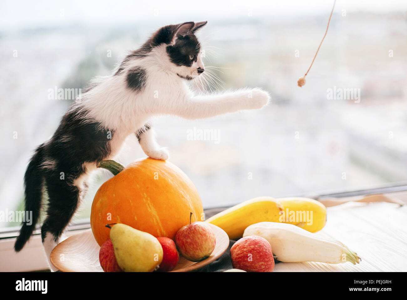 Kitty sitzen auf Kürbis und Spielen in Licht und Zucchini, Äpfel und Birnen auf Holz. Happy Thanksgiving und Halloween. Ernte und hallo Herbst conce Stockfoto