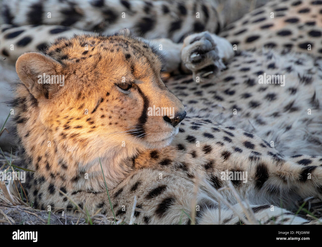 Cheetah Ausruhen im Schatten mit dem Kopf durch isolierte Strahlen der späten Nachmittag Sonne beleuchtet, Okavango Delta, Botswana Stockfoto