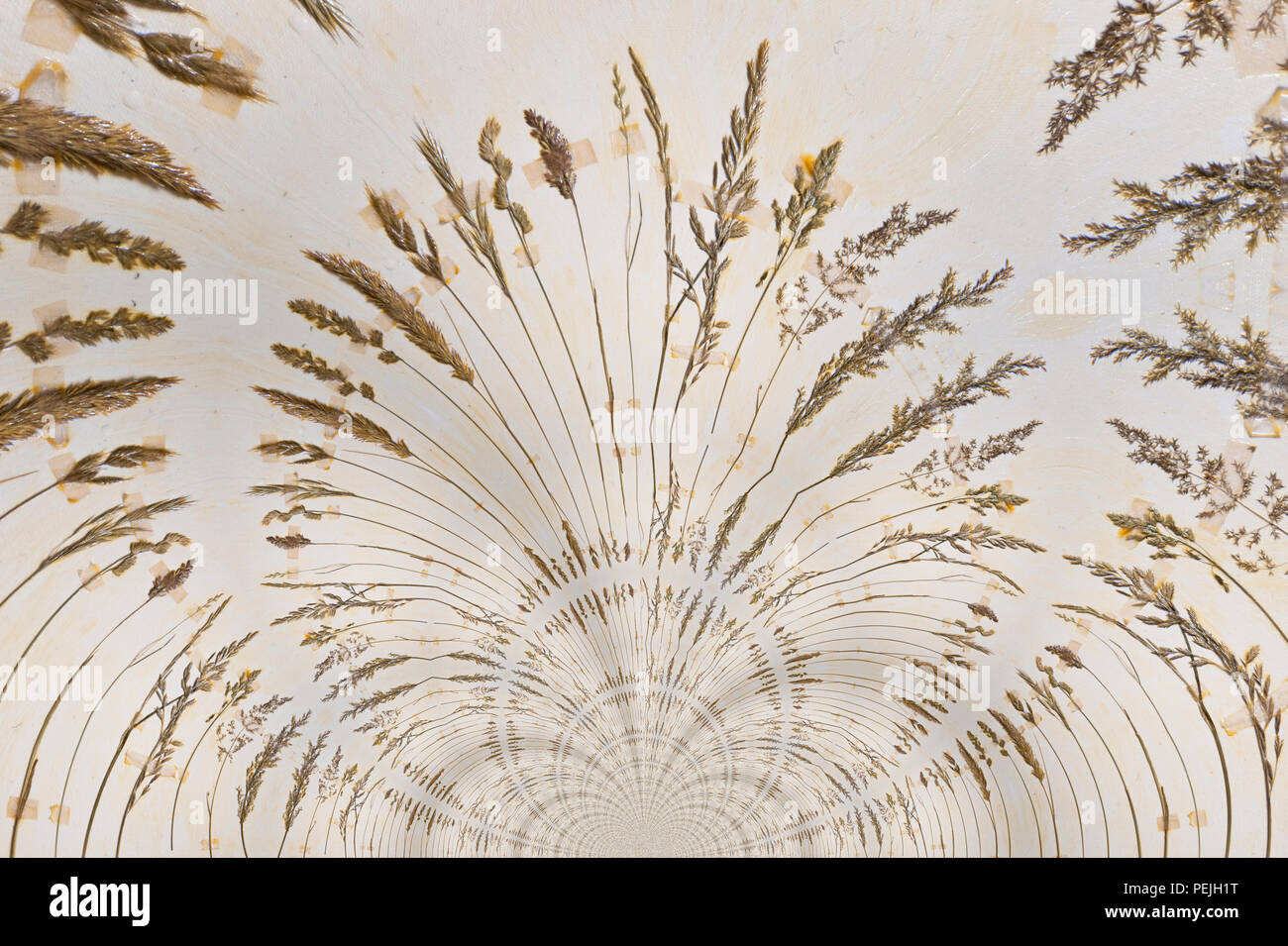 Kaleidoskopische Muster eines Herbarium, auf eigene Referenz Bild Stockfoto