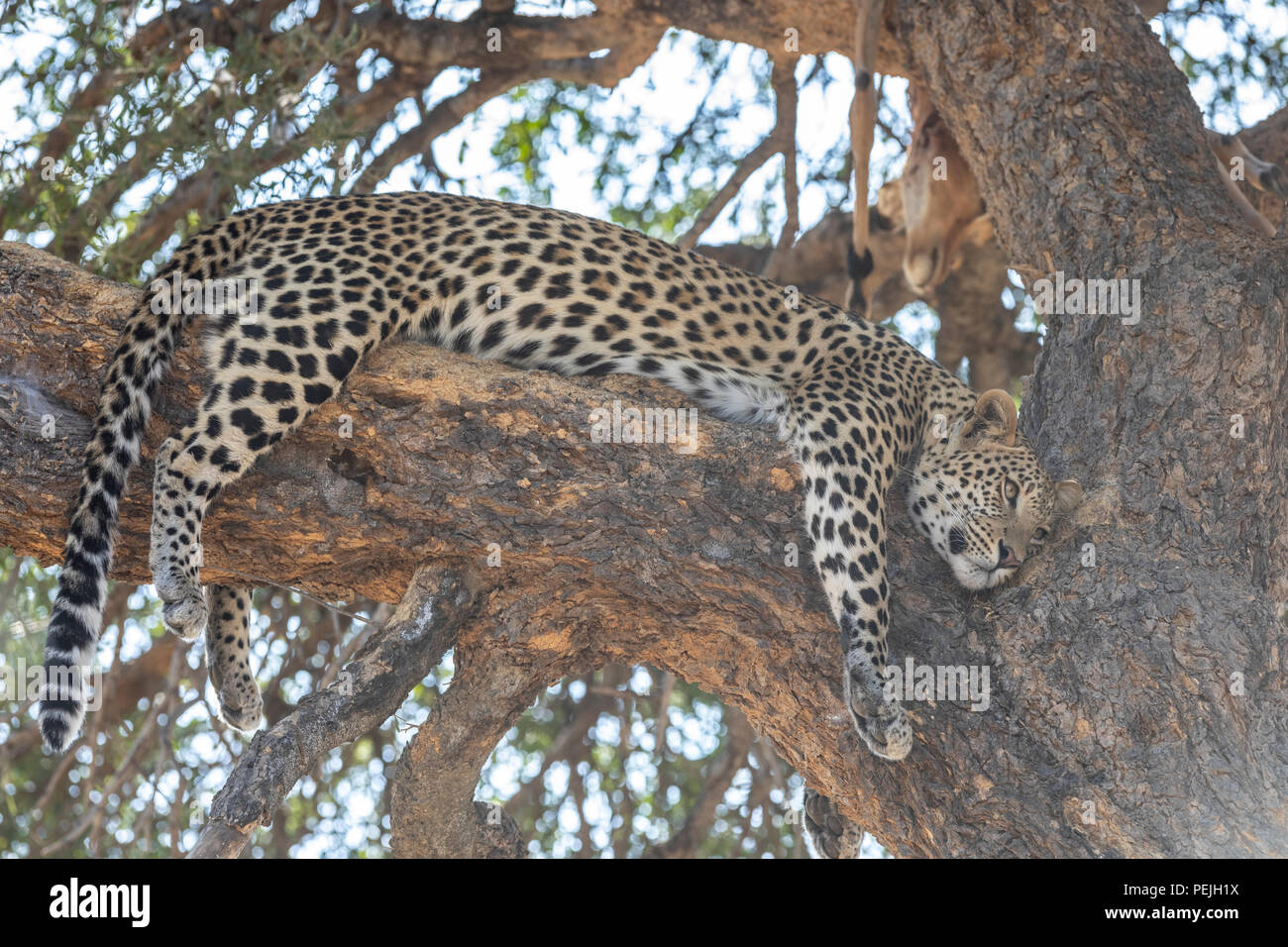 Leopard thront im Baum mit toten Impala, Okavanga Delta, Botswana Stockfoto