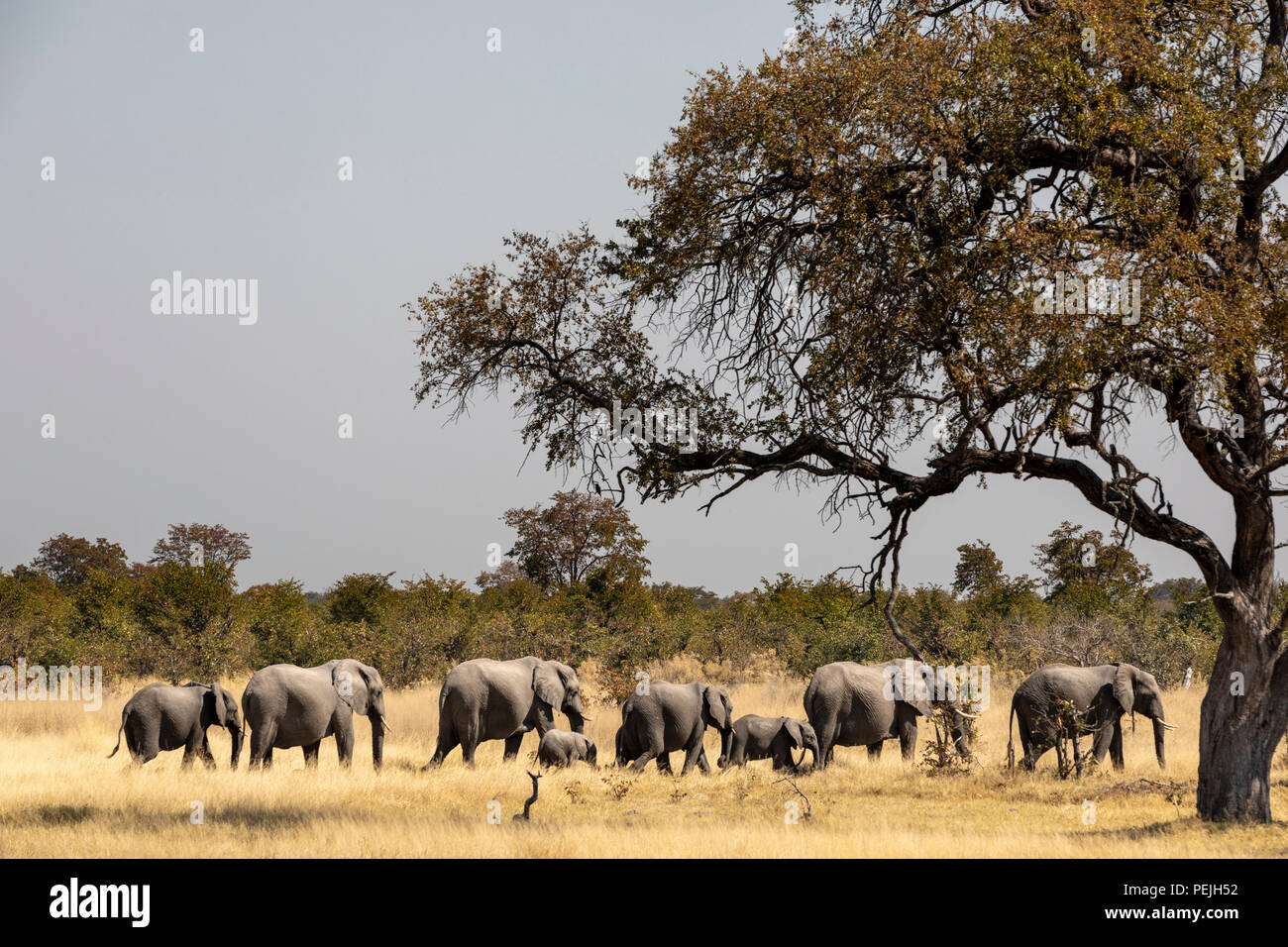 African Elephant Parade, Okavango Delta, Botswana Stockfoto