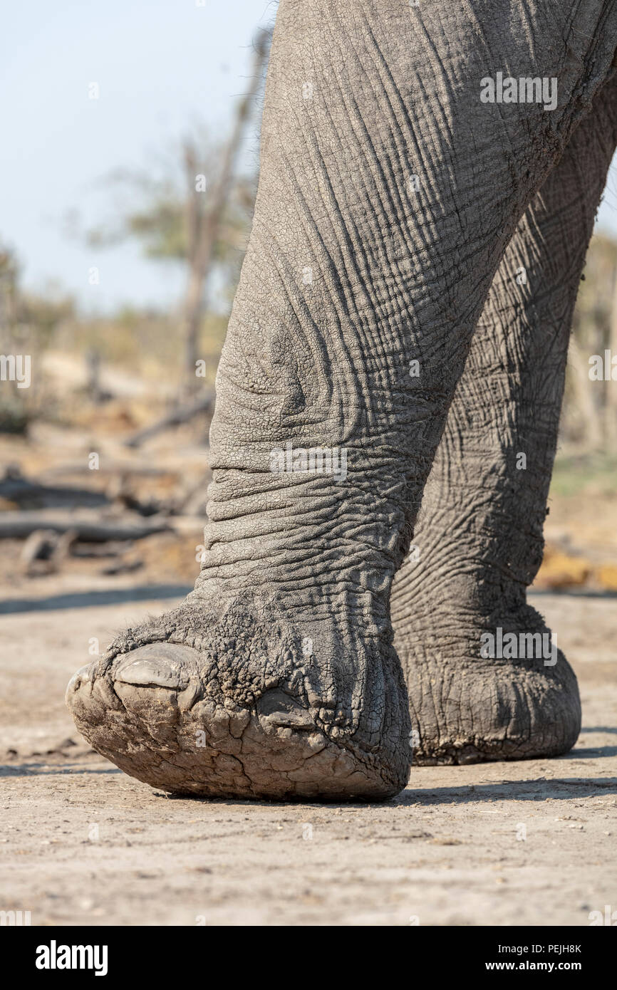 In der Nähe von Elefanten Füße, Elefant blind, Khwai Private Reserve, Okavango Delta, Botswana Stockfoto