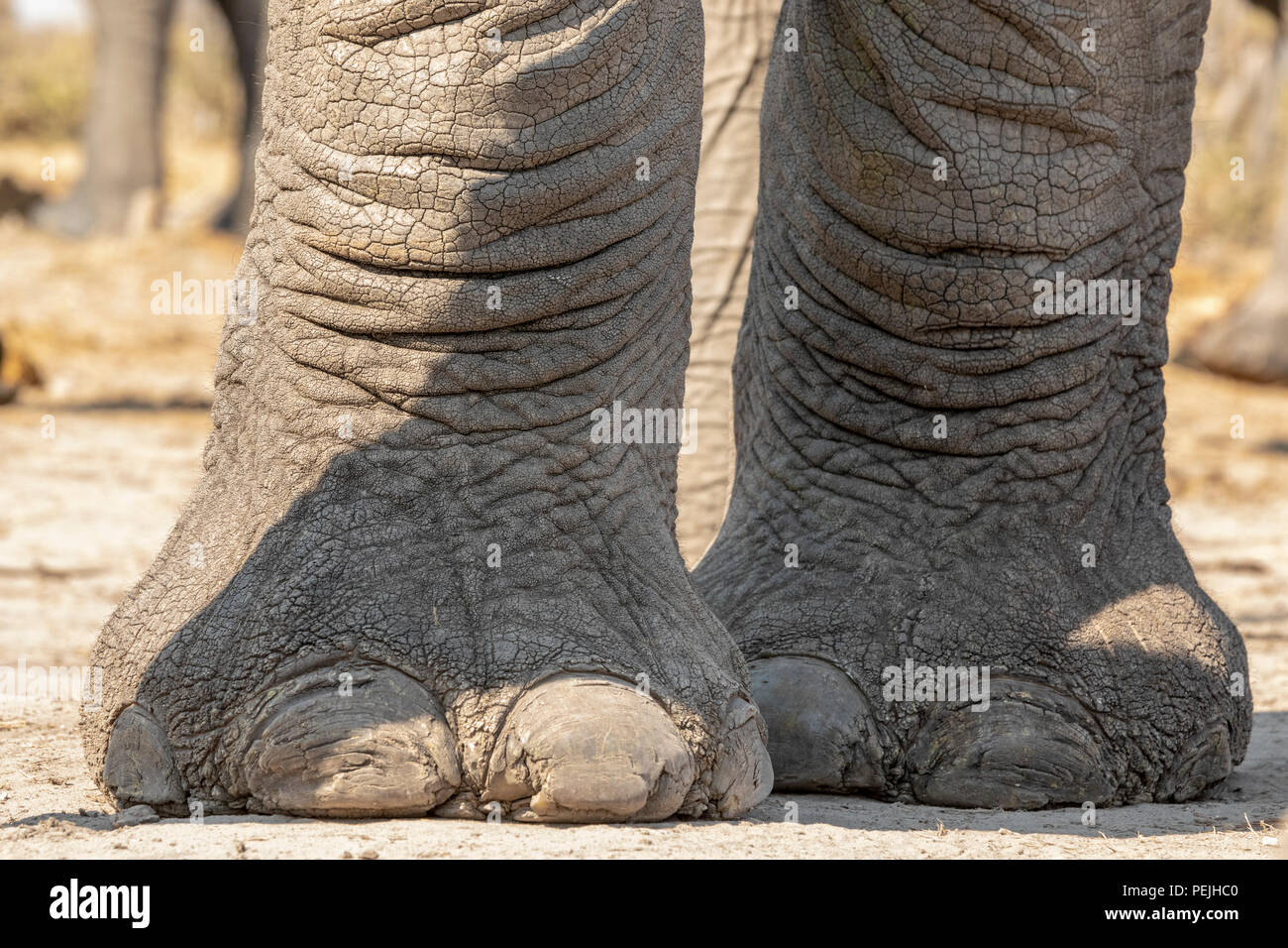 In der Nhe von Elefanten Fe von Elephant blind, Khwai Private Reserve,  Okavango Delta, Botswana Stockfotografie - Alamy