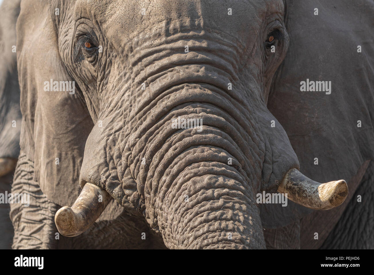 Nahaufnahme des Gesichts des Afrikanischen Elefanten, Khwai Private Reserve elephant blind, Okavango Delta, Botswana Stockfoto