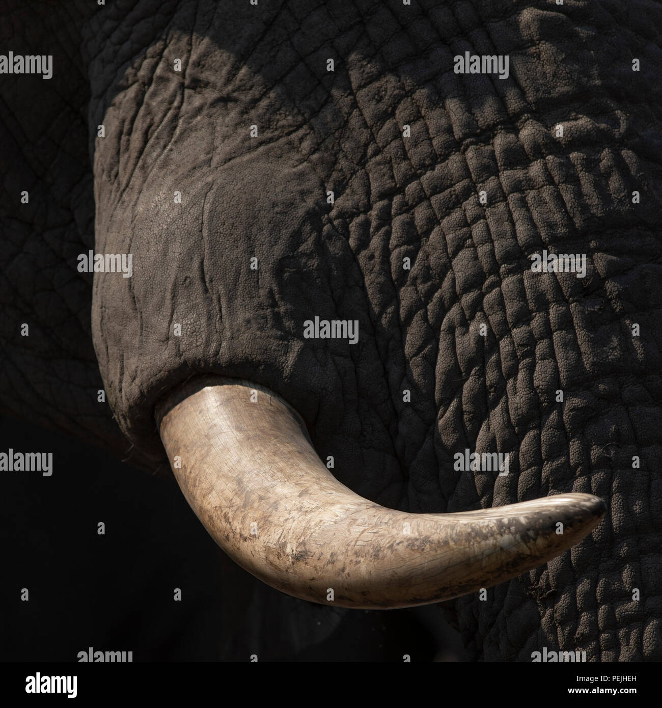Nahaufnahme des Gesichts des Afrikanischen Elefanten, Khwai Private Reserve elephant blind, Okavango Delta, Botswana Stockfoto