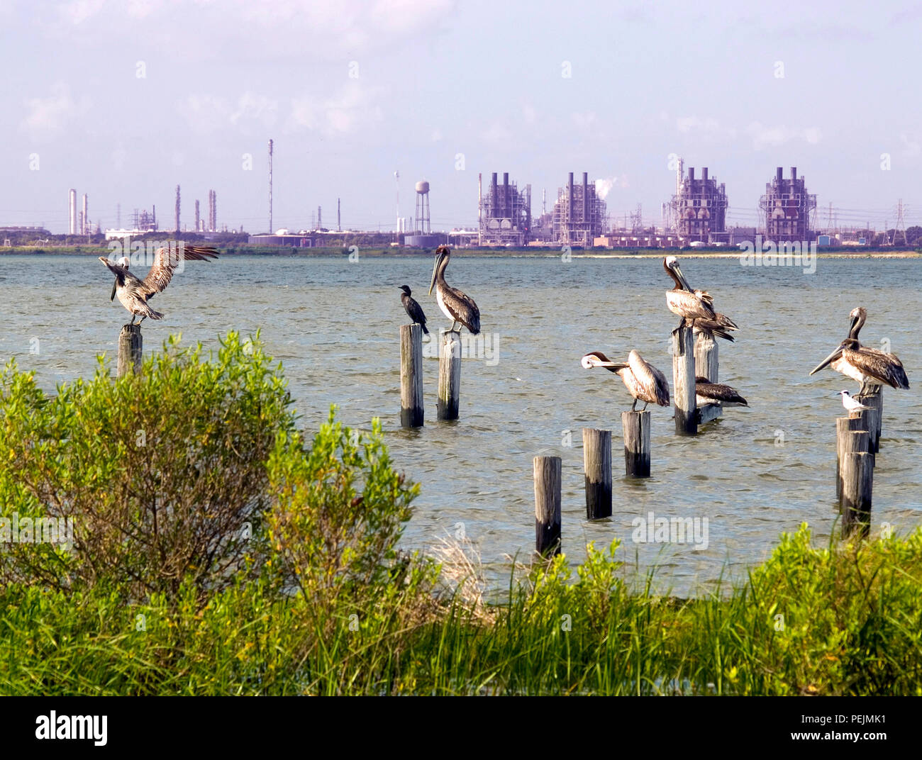 Pelikane, die sich zu Hause aus acrosss petroeum Raffinerien entlang der Houston Versand Kanal, mit einem Erdgas power Plan am anderen Ufer gegenüber von einem Naturschutzgebiet. Gemeinschaften sind, die das Land wieder zum Wildlife und sie daran arbeiten, unseren Energiebedarf zu decken. Stockfoto