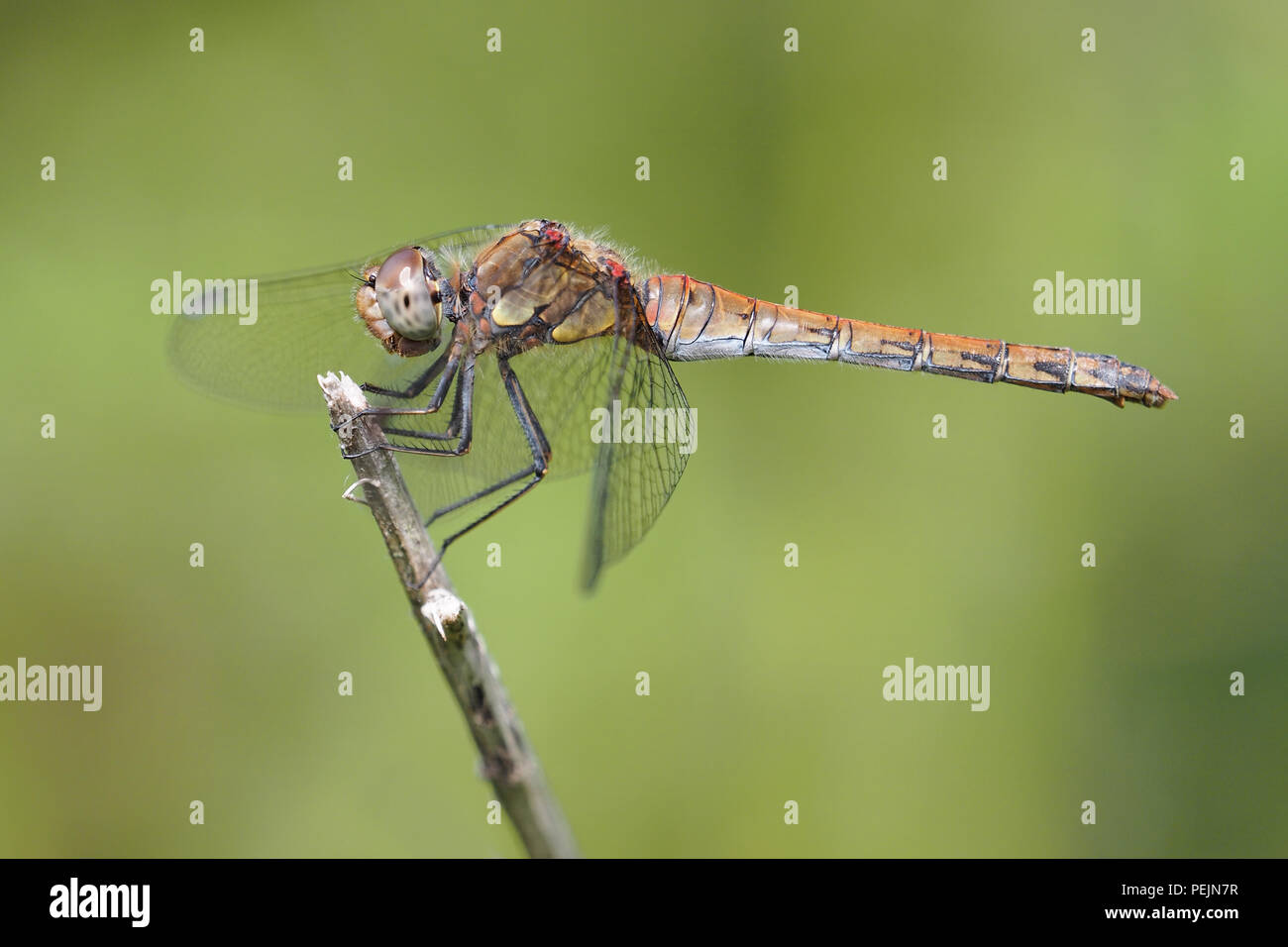 Gemeinsame Darter dragonfly Weiblich (Sympetrum striolatum) auf pflanzlichen Stammzellen thront. Tipperary, Irland Stockfoto