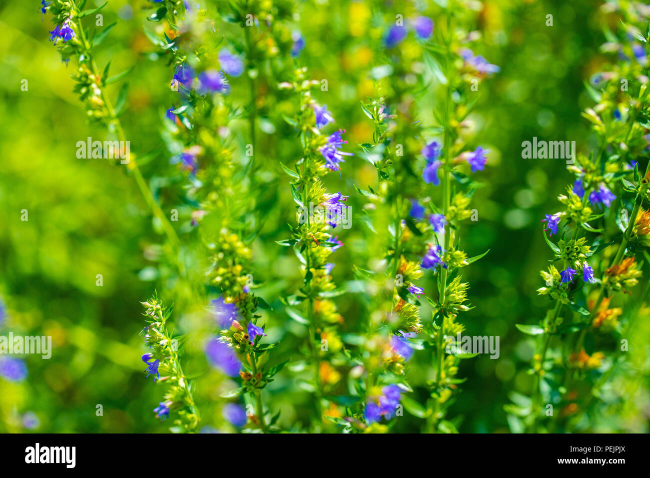 Closeup Hintergrund violett blau aromatische Fülle von Blume Blüte ysop Hyssopus officinalis Garten Kraut Stockfoto