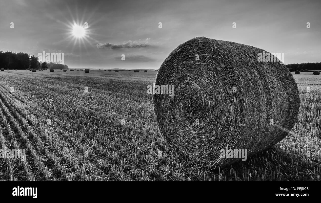 Schwarze und weiße Stroh ballen Close-up in einem sonnendurchfluteten Stoppeln Feld. Sommer Landschaft nach der Ernte im Gegenlicht. Natürliche landwirtschaftlichen Hintergrund. Stockfoto