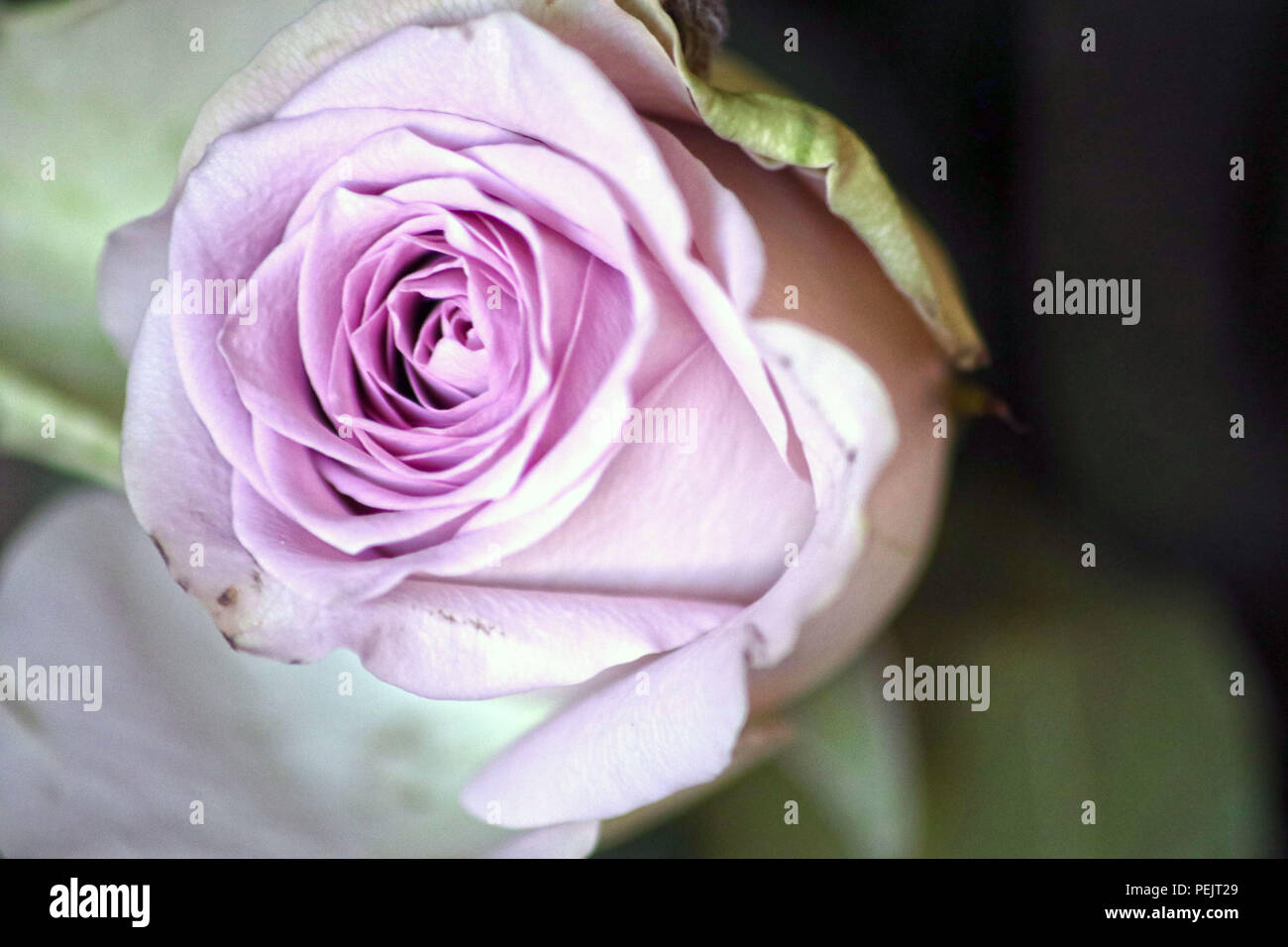 Lila Rosa Single stieg von einer Blüte der Blumen Stockfoto