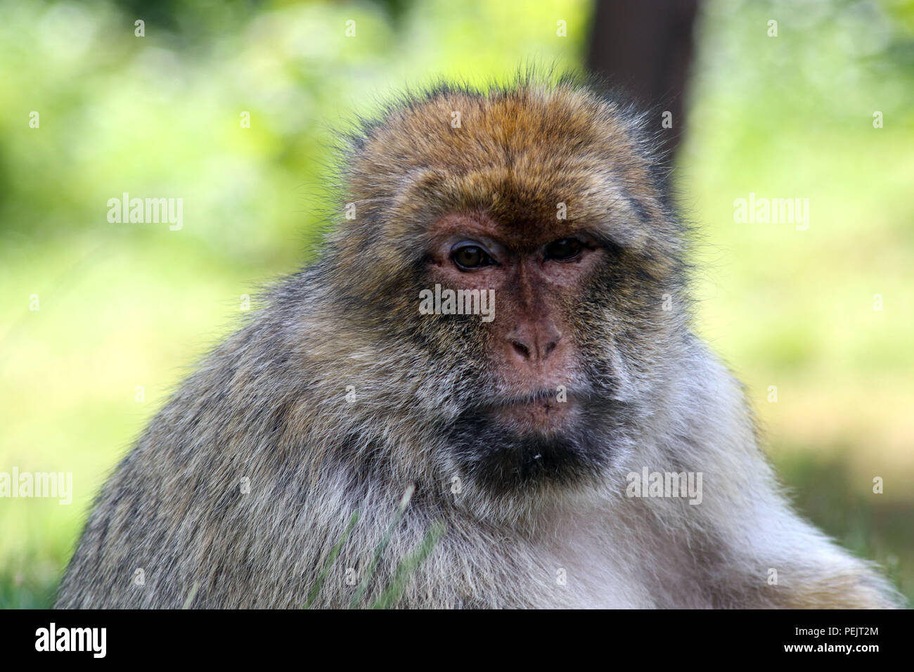 Barbary macaque Affen (APE) an Trentham Monkey Forest Sanctuary Stockfoto