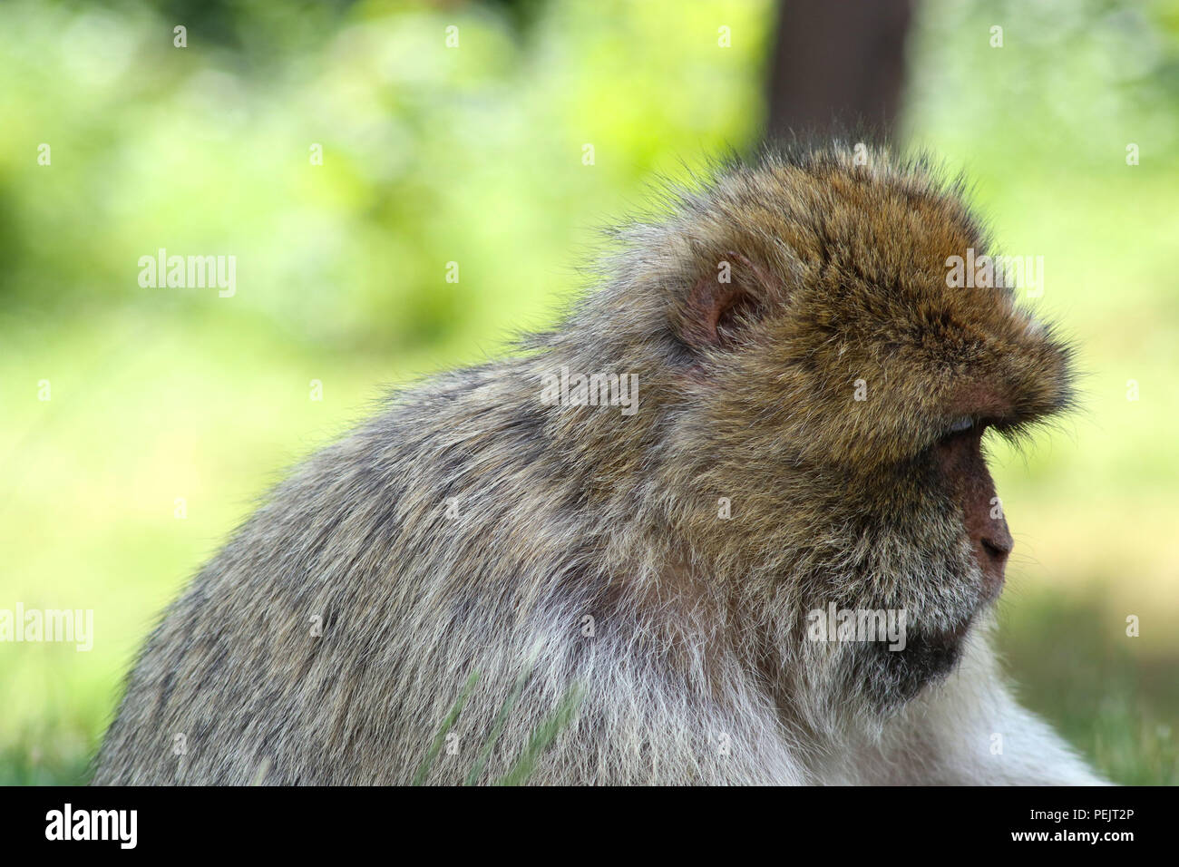 Barbary macaque Affen (APE) an Trentham Monkey Forest Sanctuary Stockfoto
