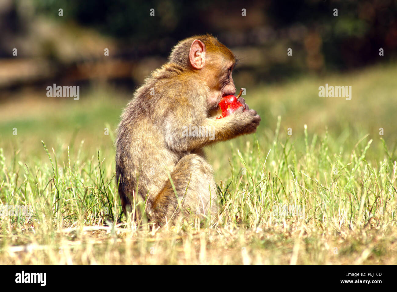 Barbary macaque Affen (APE) an Trentham Monkey Forest Sanctuary Stockfoto