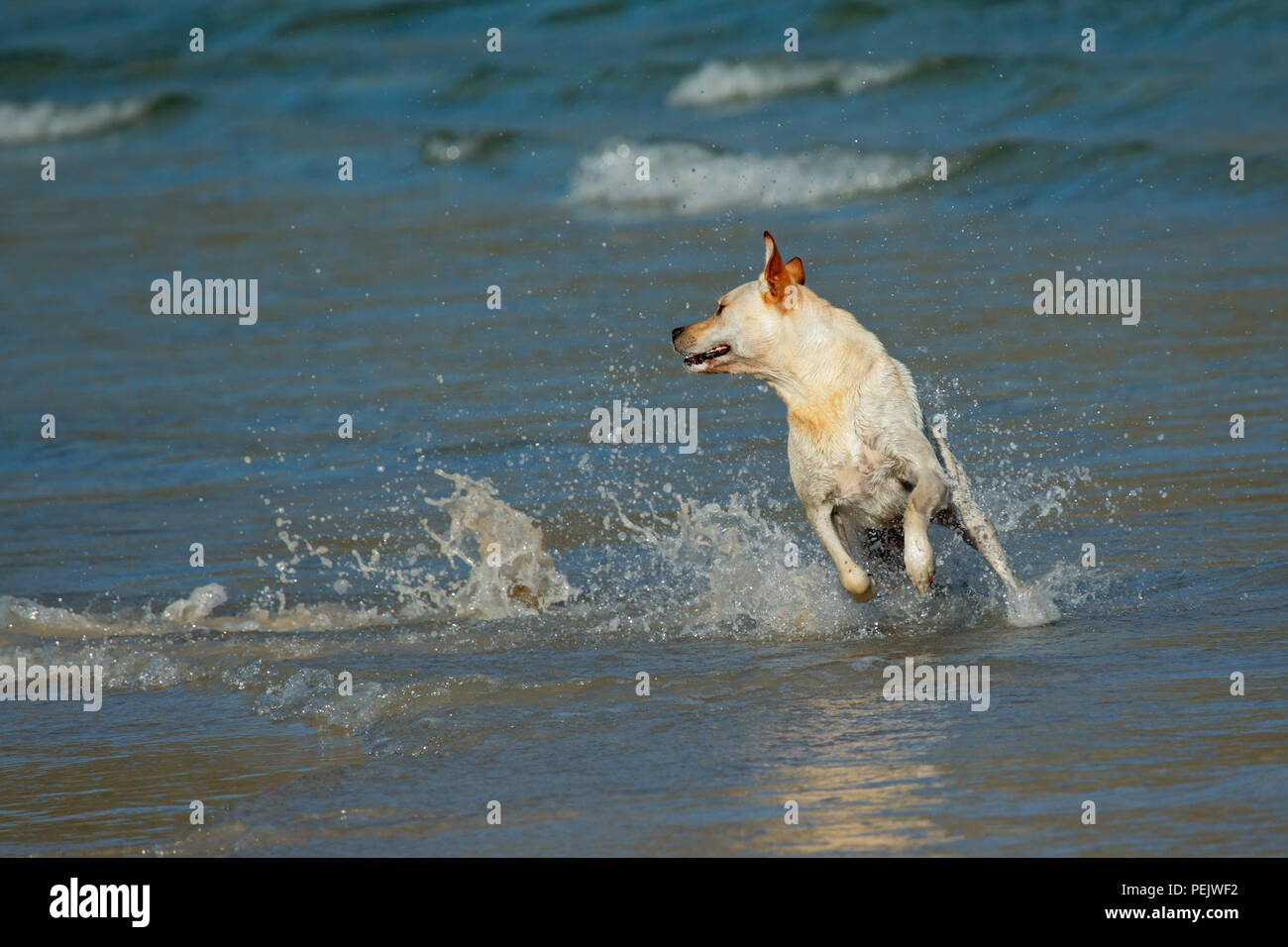 Golden Retriever laufen und spielen im flachen Wasser am Strand Stockfoto