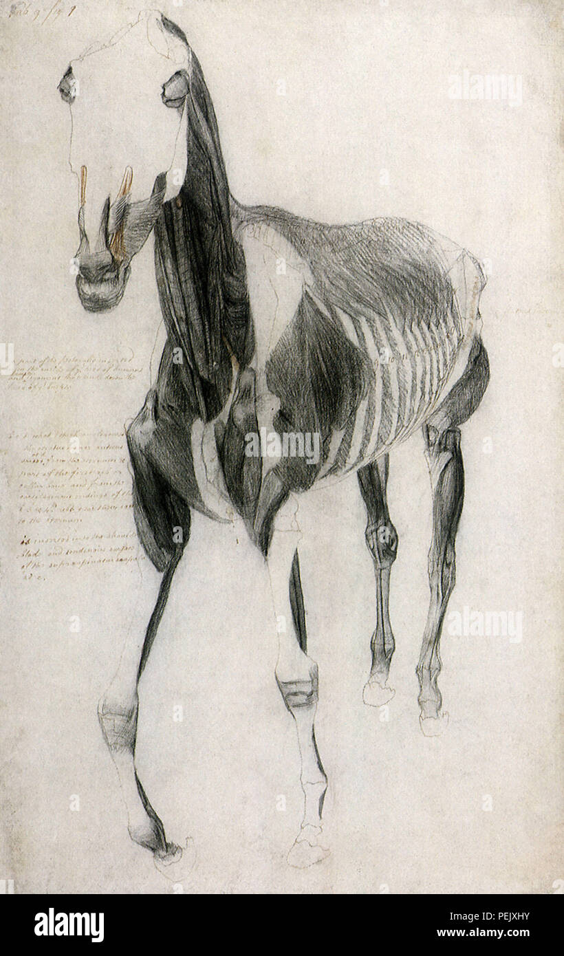 Pferd Muskeln und Knochen, Stubbs, George Stockfoto