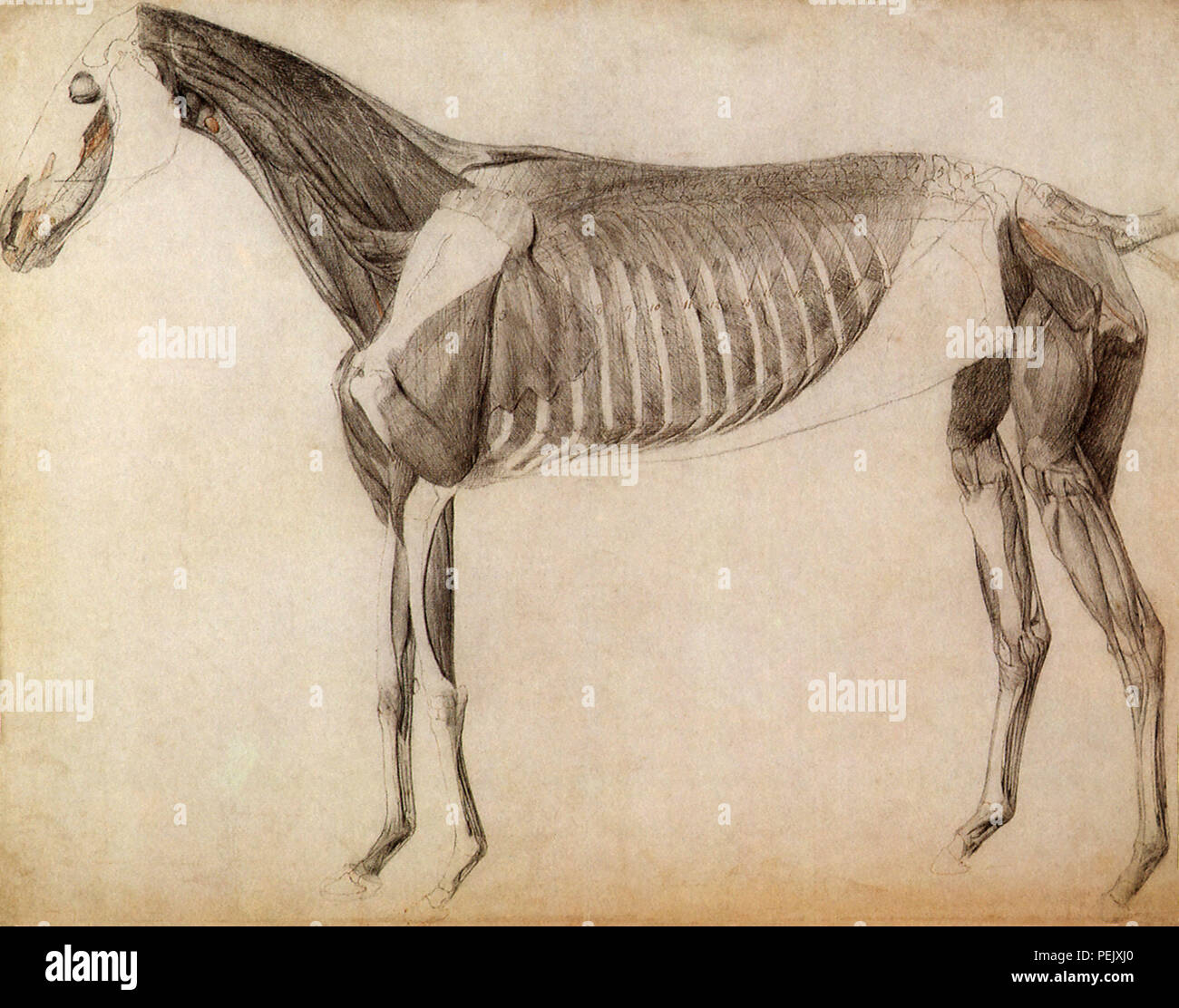 Pferd Muskulatur, Side, Stubbs, George Stockfoto