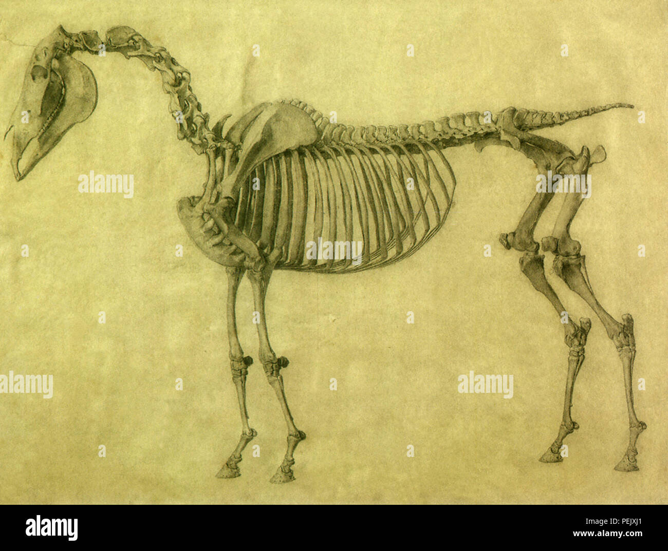 Skelett eines Pferdes, Stubbs, George Stockfoto