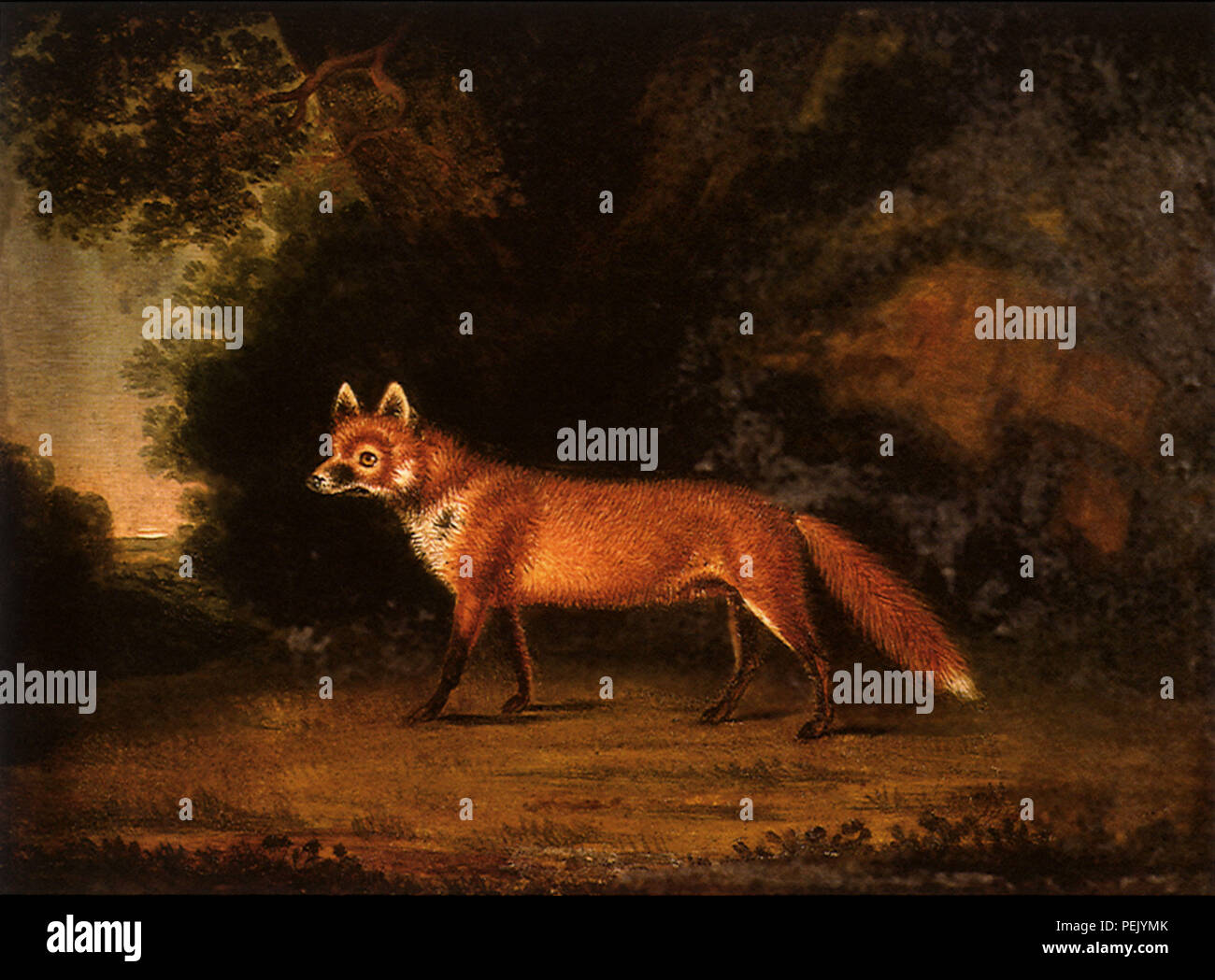 Porträt einer Fox, Killingbeck, Benjamin Stockfoto