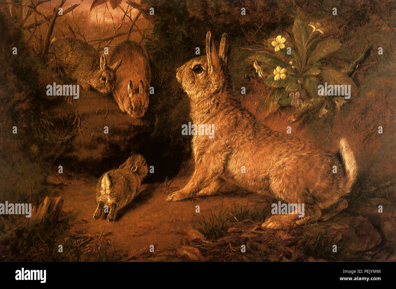 Kaninchen in der Holz-, Luker, William, Sr. Stockfoto