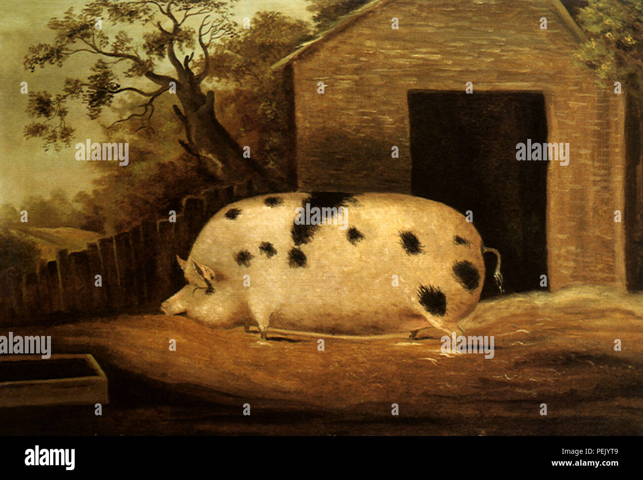 Gloucester alten Spot Schwein, Meilen, John Stockfoto
