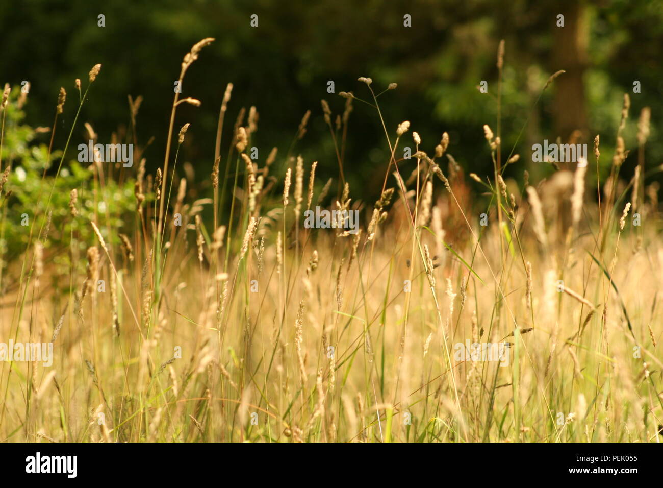 Ein Gras Wiese im Sommer Stockfoto