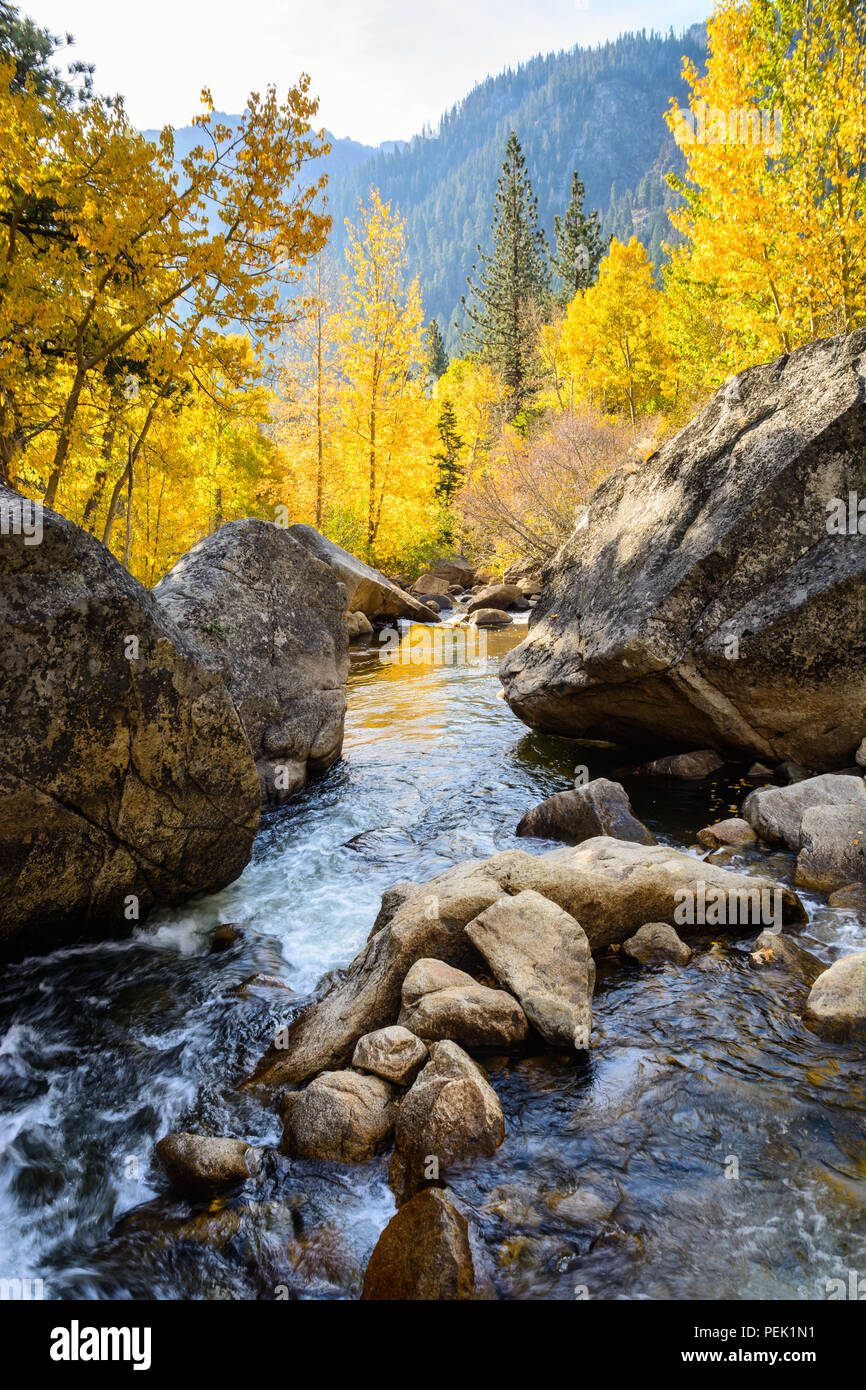 Fließt das Wasser rasch die West Fork des Carson River in Hope Valley, Kalifornien als bunte Herbst Aspen Bäume säumen den Fluss. Stockfoto
