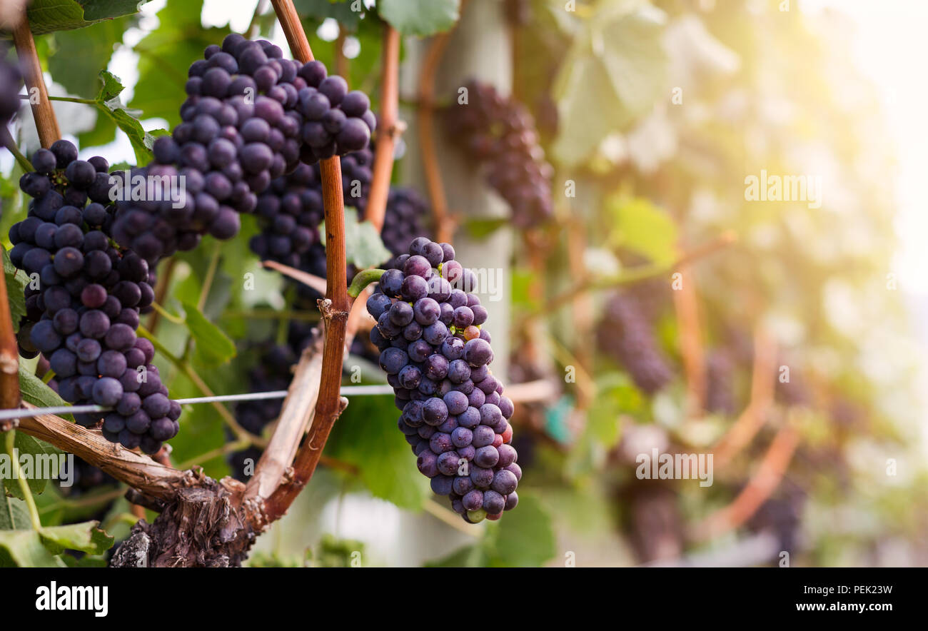 Rotwein Trauben wachsen auf Reihen von Reben. Stockfoto