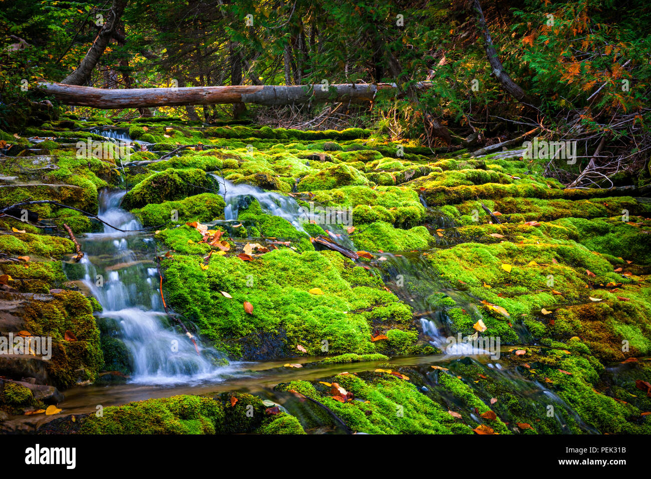 Wasserfall über grüne Moos bedeckt Felsen in Forillon National Park, Gaspe Halbinsel, Quebec, Kanada. Stockfoto