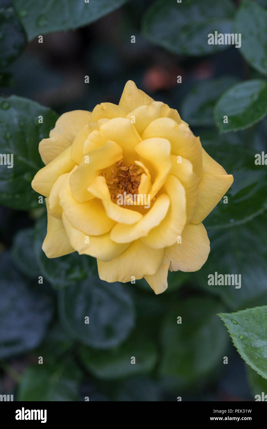 Nahaufnahme der gelben Floribunda Rose namens Arthur Bell blühend in einem englischen Garten, Großbritannien Stockfoto