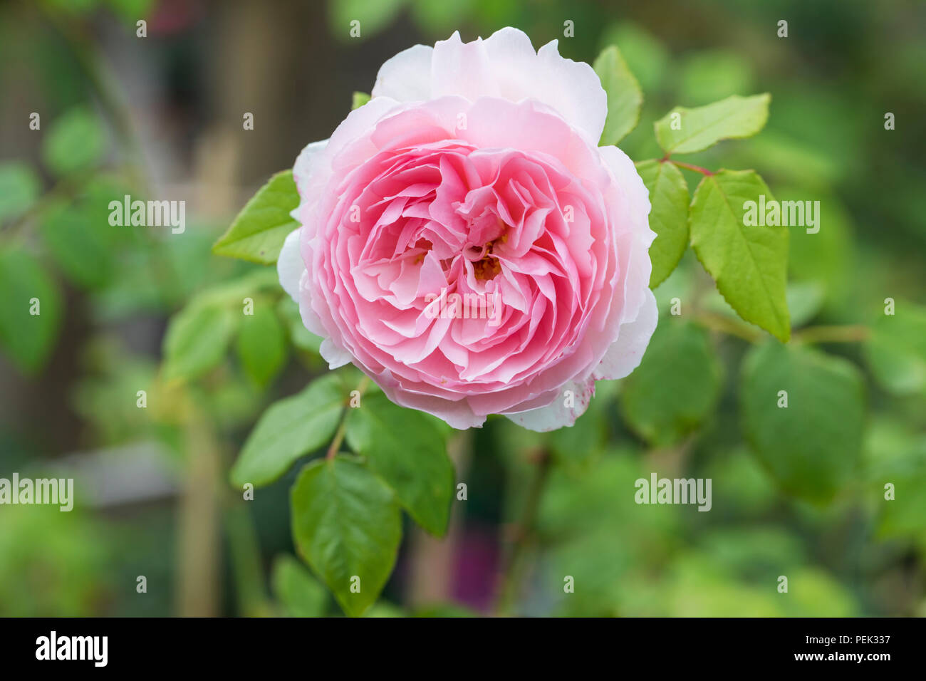 Nahaufnahme der rosa Rose - Rosa die Wedgwood Rose, UK Stockfoto