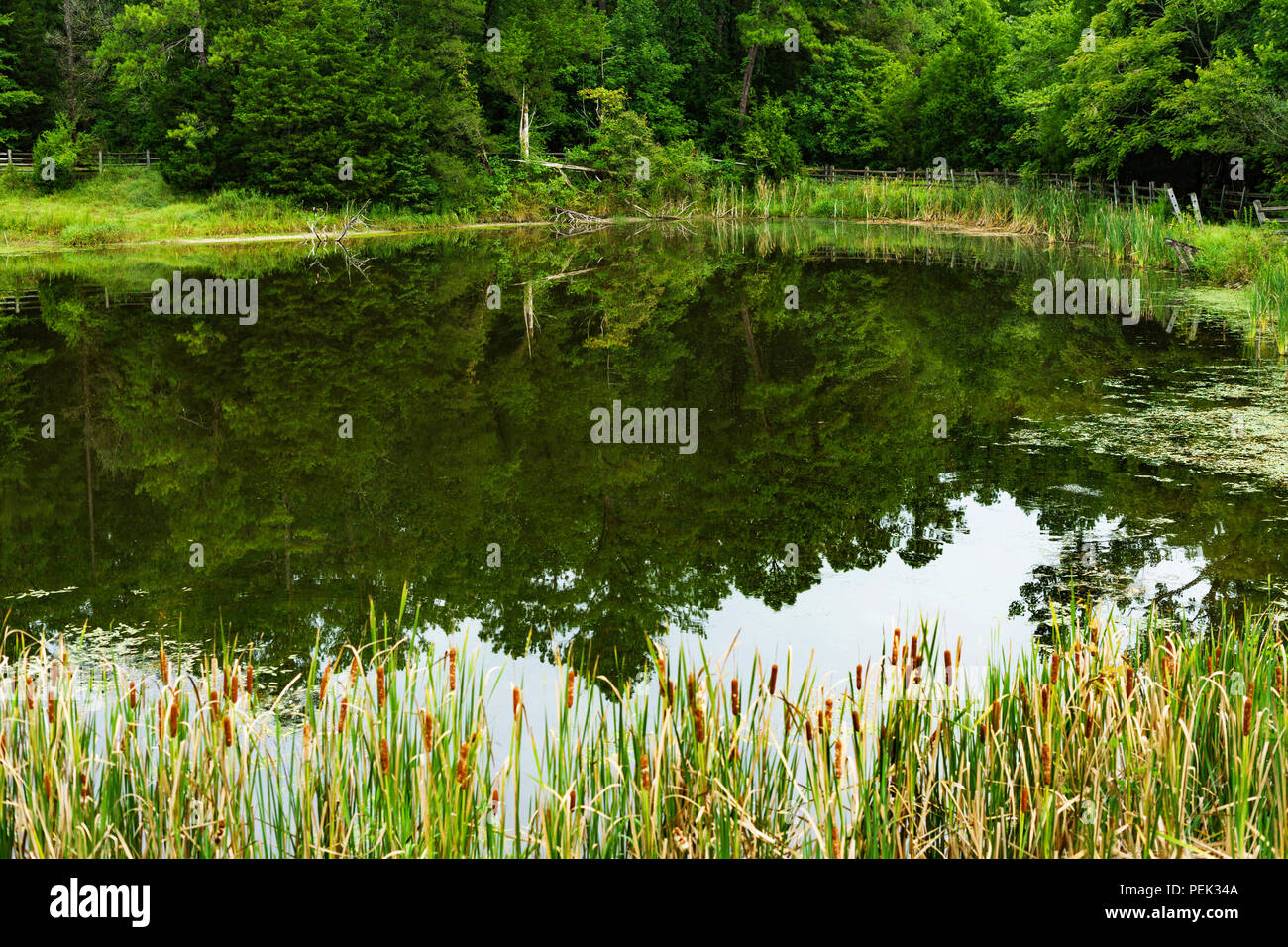 Der See war noch am Morgen an der Plymouth Bluff Recreation Area in der Nähe von Columbus, Mississippi. Stockfoto