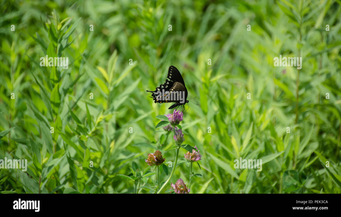 Schwalbenschwanz Schmetterlinge im ländlichen Indiana Stockfoto