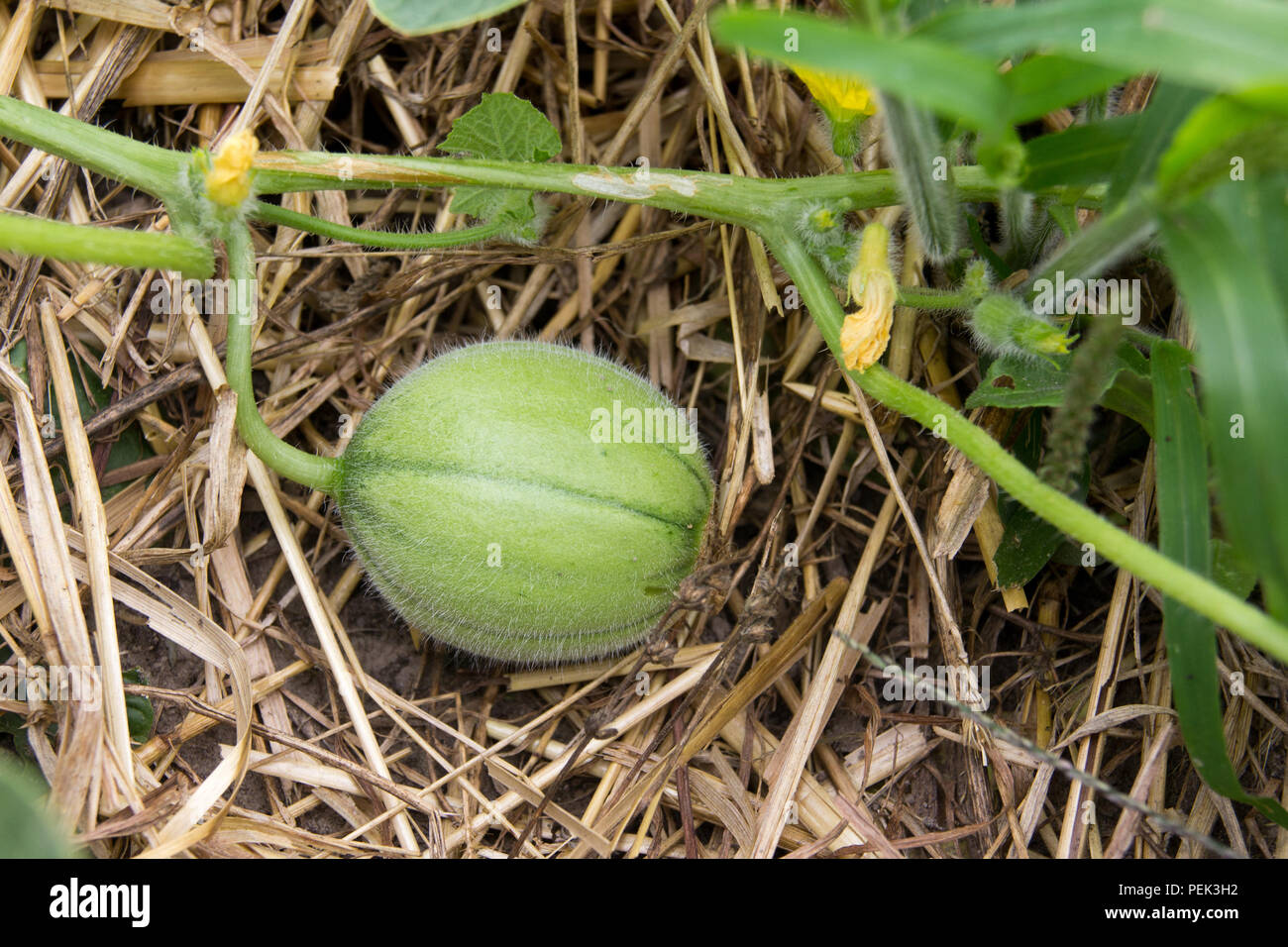Baby Cantaloup Melone Wachst Im Garten Uber Stroh Stockfotografie Alamy