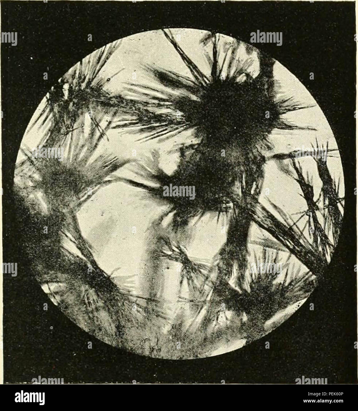 "Die Physiologie der Kohlenhydrate; ihre Anwendung als Lebensmittel und Zusammenhang mit Diabetes" (1894) Stockfoto