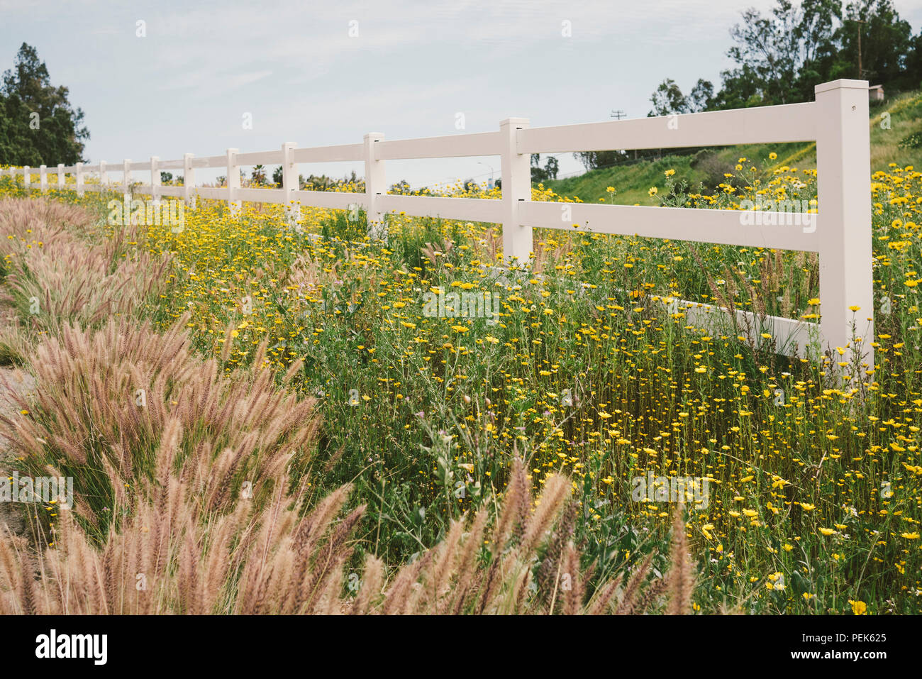 Weißer Zaun in ein Feld Stockfoto