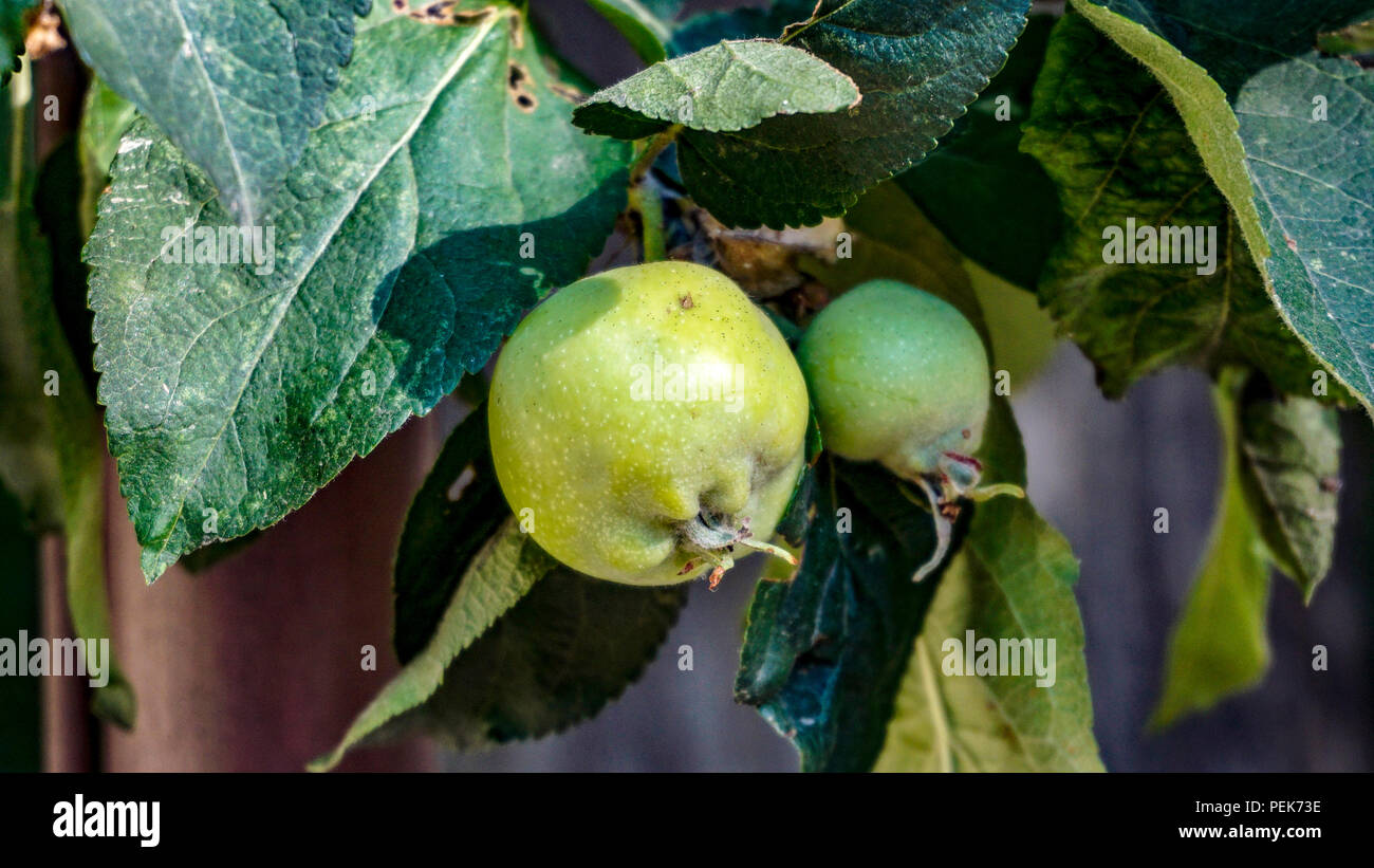 Apfelbaum Früchte 1. Stockfoto