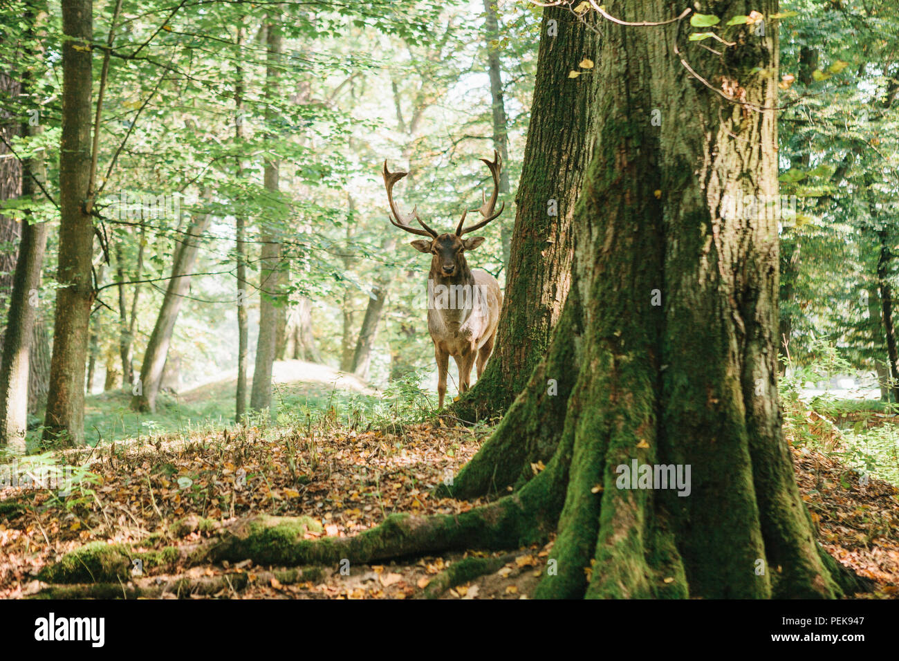 Schönen Hirsch mit verzweigten Hörner steht auf einem Hügel im Wald unter Bäumen Stockfoto