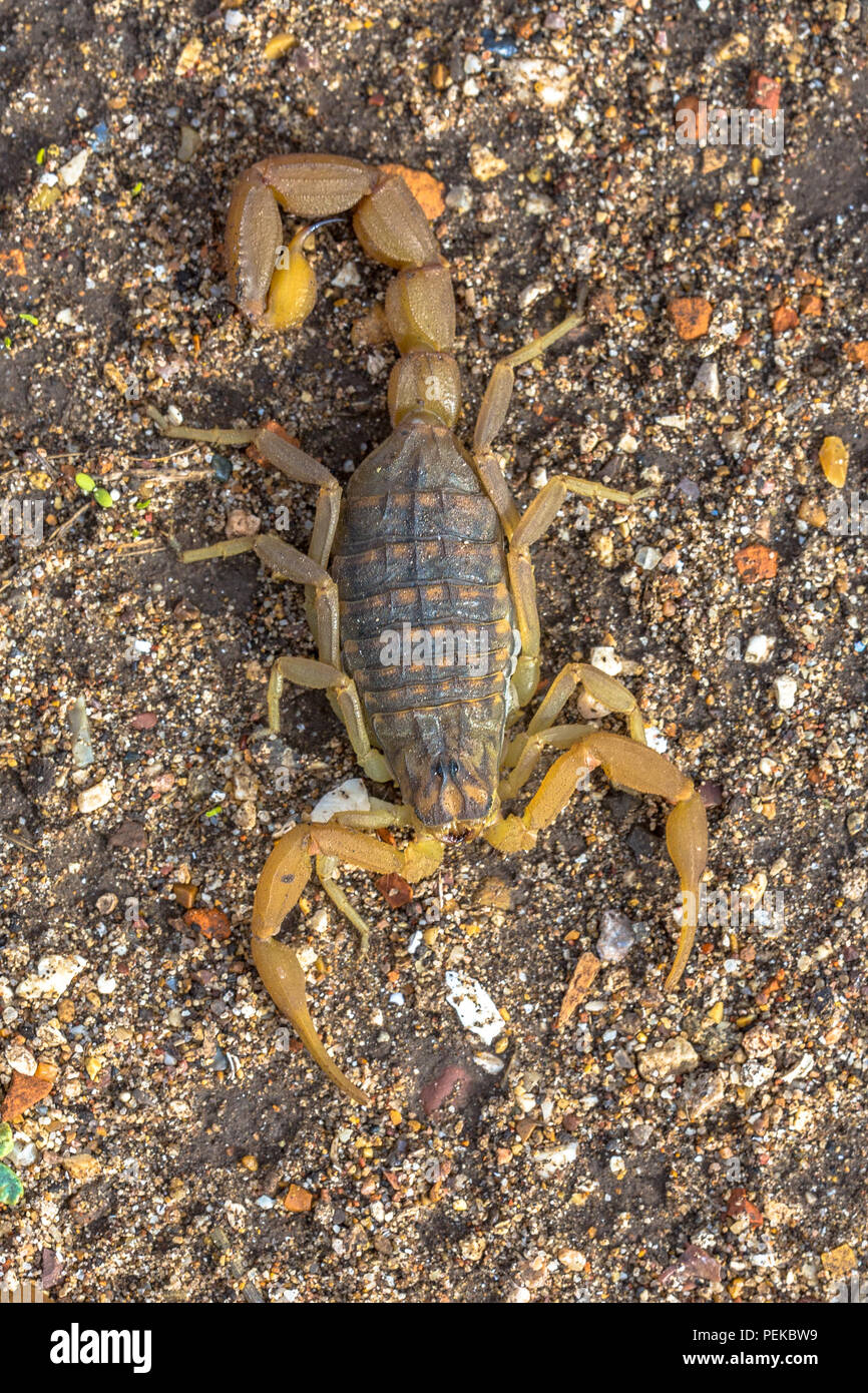 Gemeinsame Gelb Scorpion (Buthus occitanus) im defensiven Modus gegen Gefahren. Von oben gesehen Stockfoto