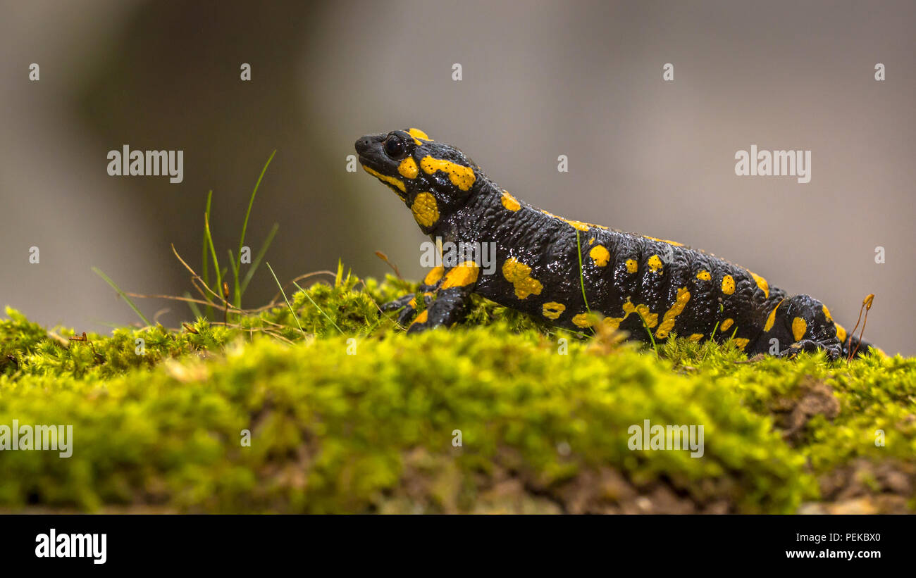 Feuersalamander (Salamandra salamandra) ist vielleicht das bekannteste salamander Arten in Europa. Tier in der Nähe der natürlichen Bergwald Stockfoto