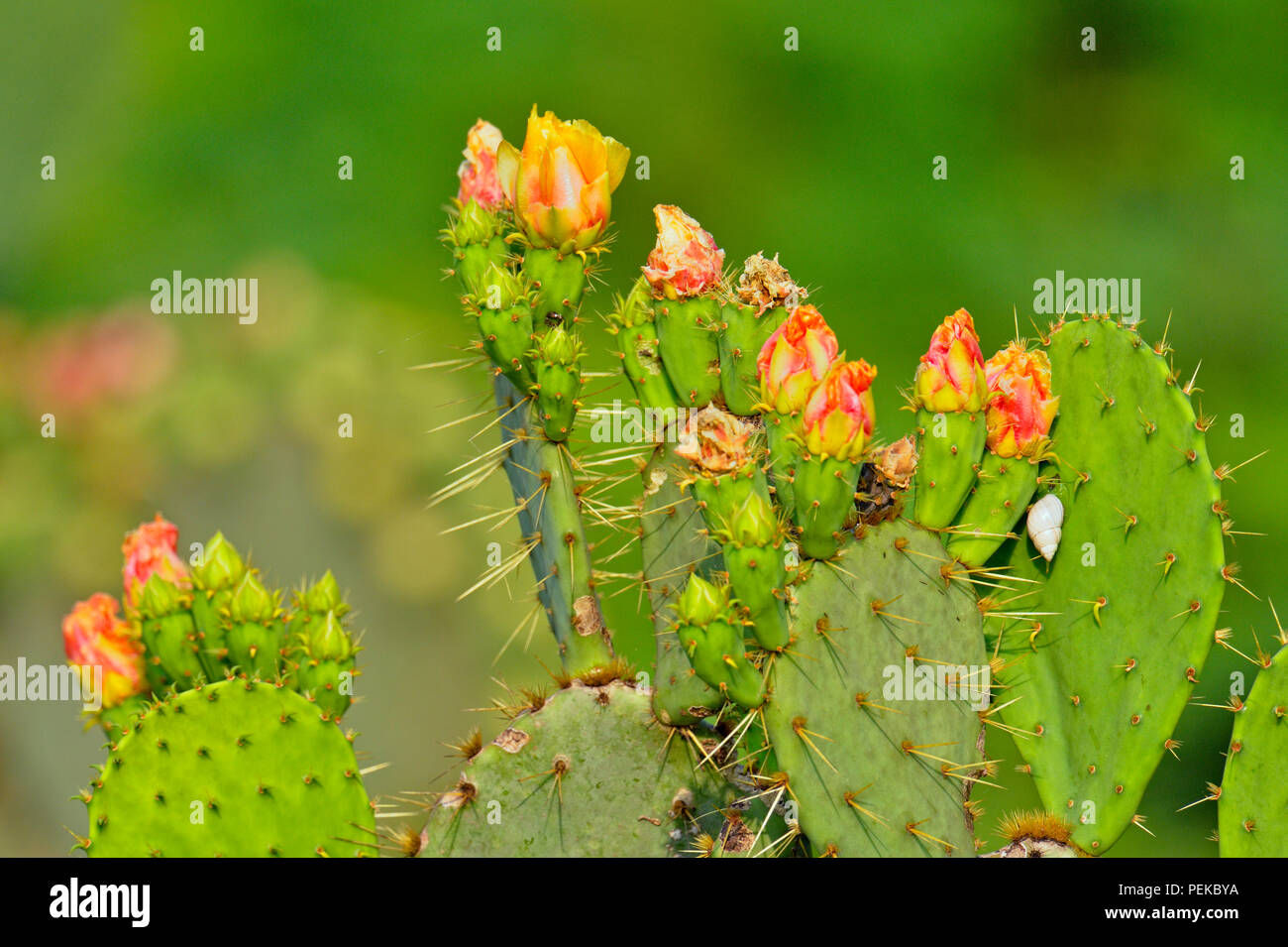 Blühende Feigenkakteen (Opuntia spp.), Rio Grande City, Texas, USA Stockfoto