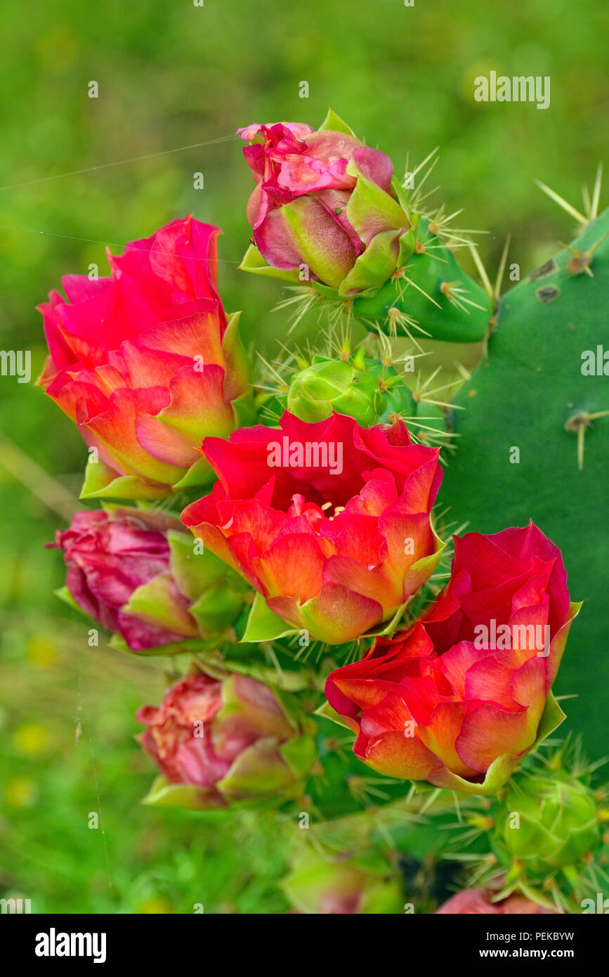 Blühende Feigenkakteen (Opuntia spp crimson Sorte), Rio Grande City, Texas, USA Stockfoto
