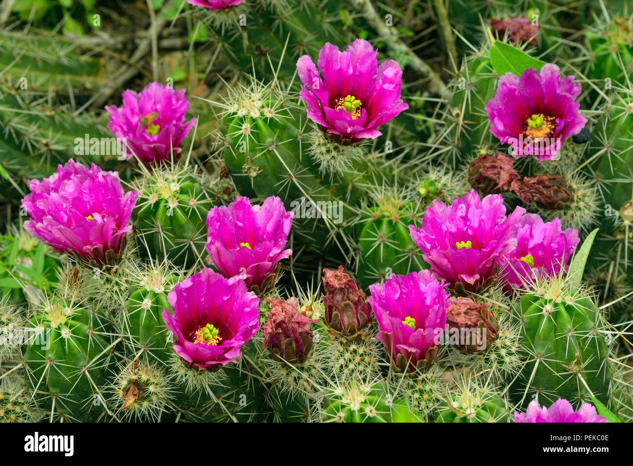 Erdbeere Cactus (Mammillaria dioica), Rio Grande City, Texas, USA Stockfoto