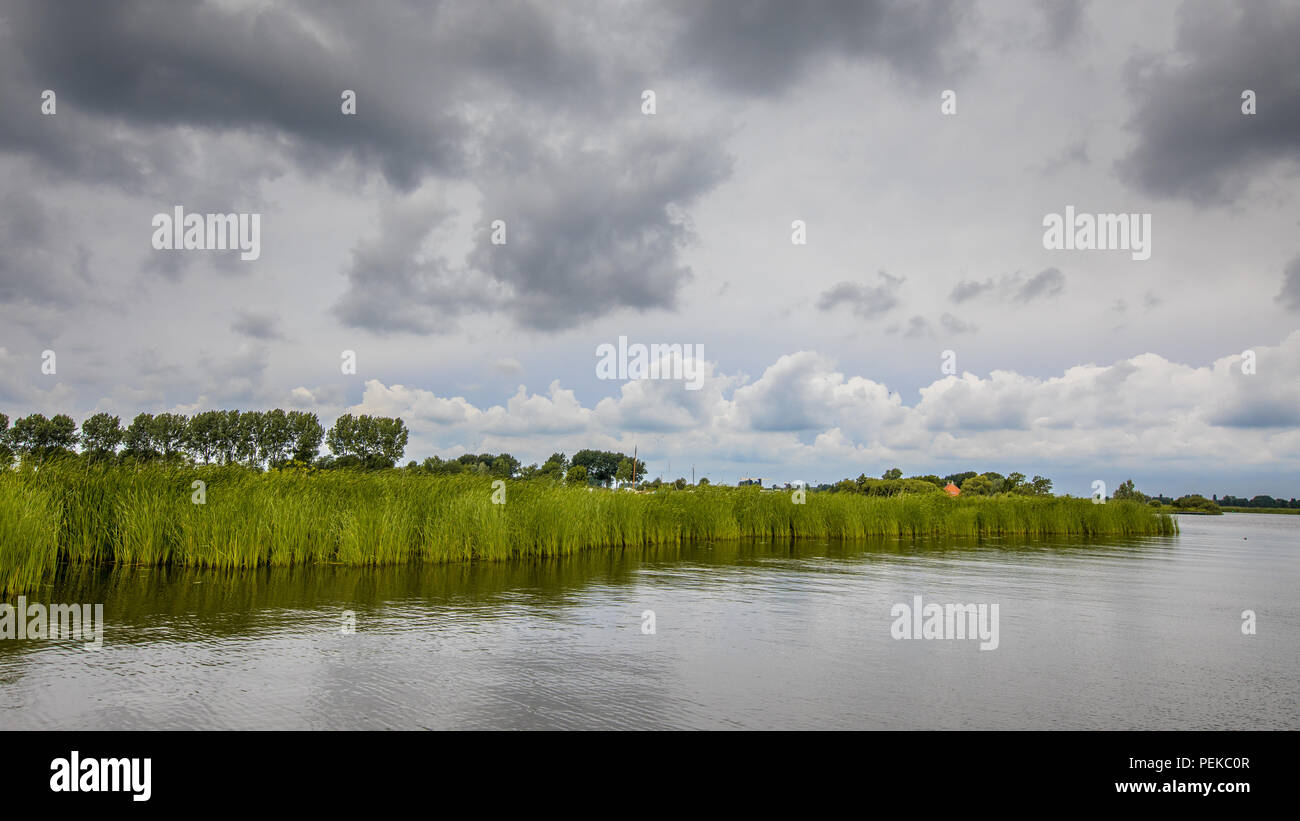 See Ufer mit Schilf und Typha bei bewölktem Himmel im Sommer Stockfoto