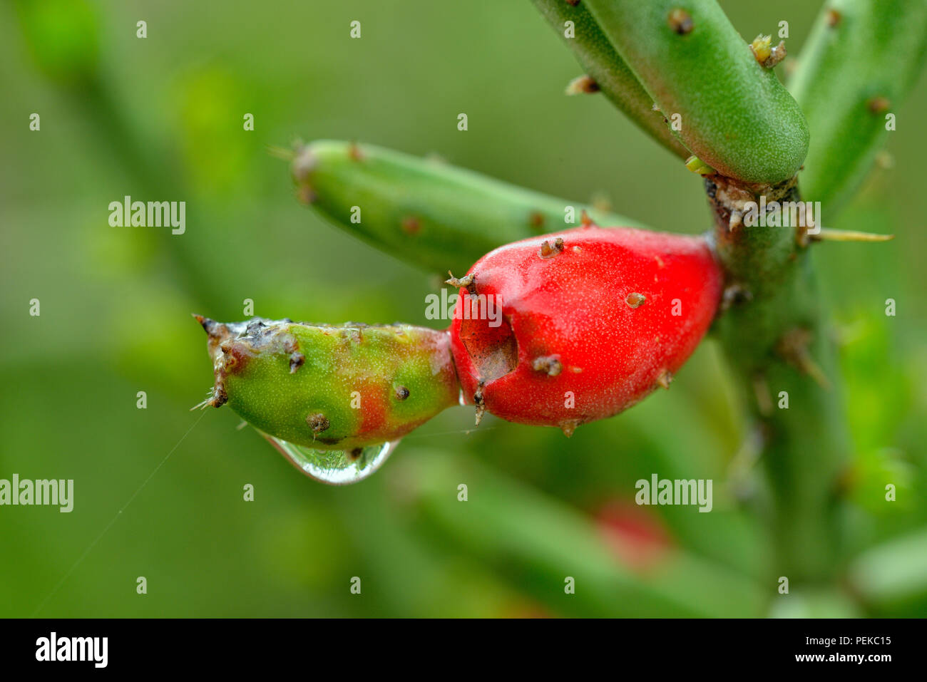 Cholla (Opuntia imbricata) Kaktus Frucht mit Regentropfen, Llano County CR310, Texas, USA Stockfoto