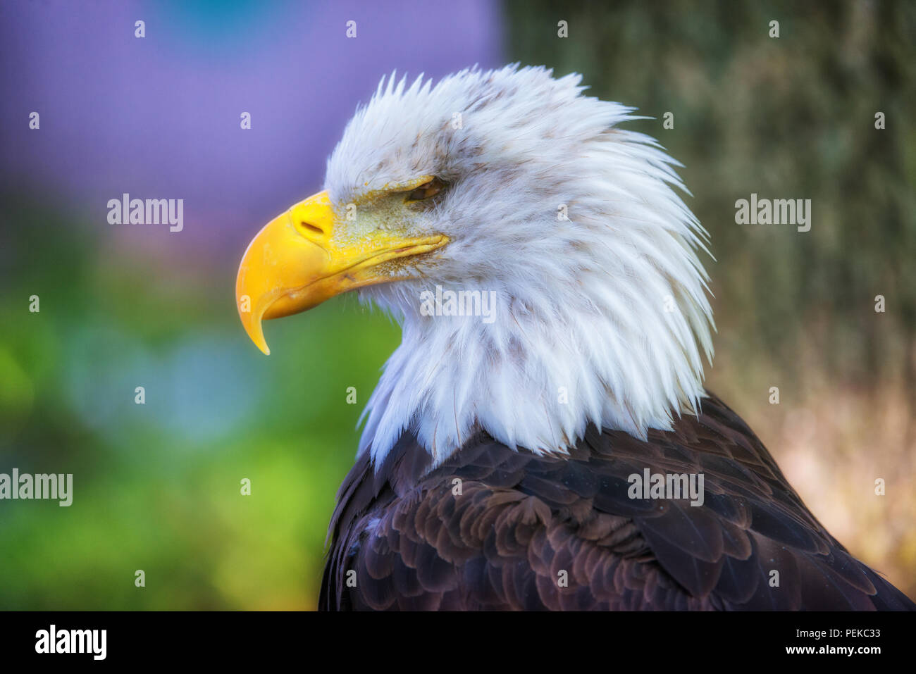 Der Weißkopfseeadler, Seitenansicht, unscharfen Hintergrund, bunte Stockfoto