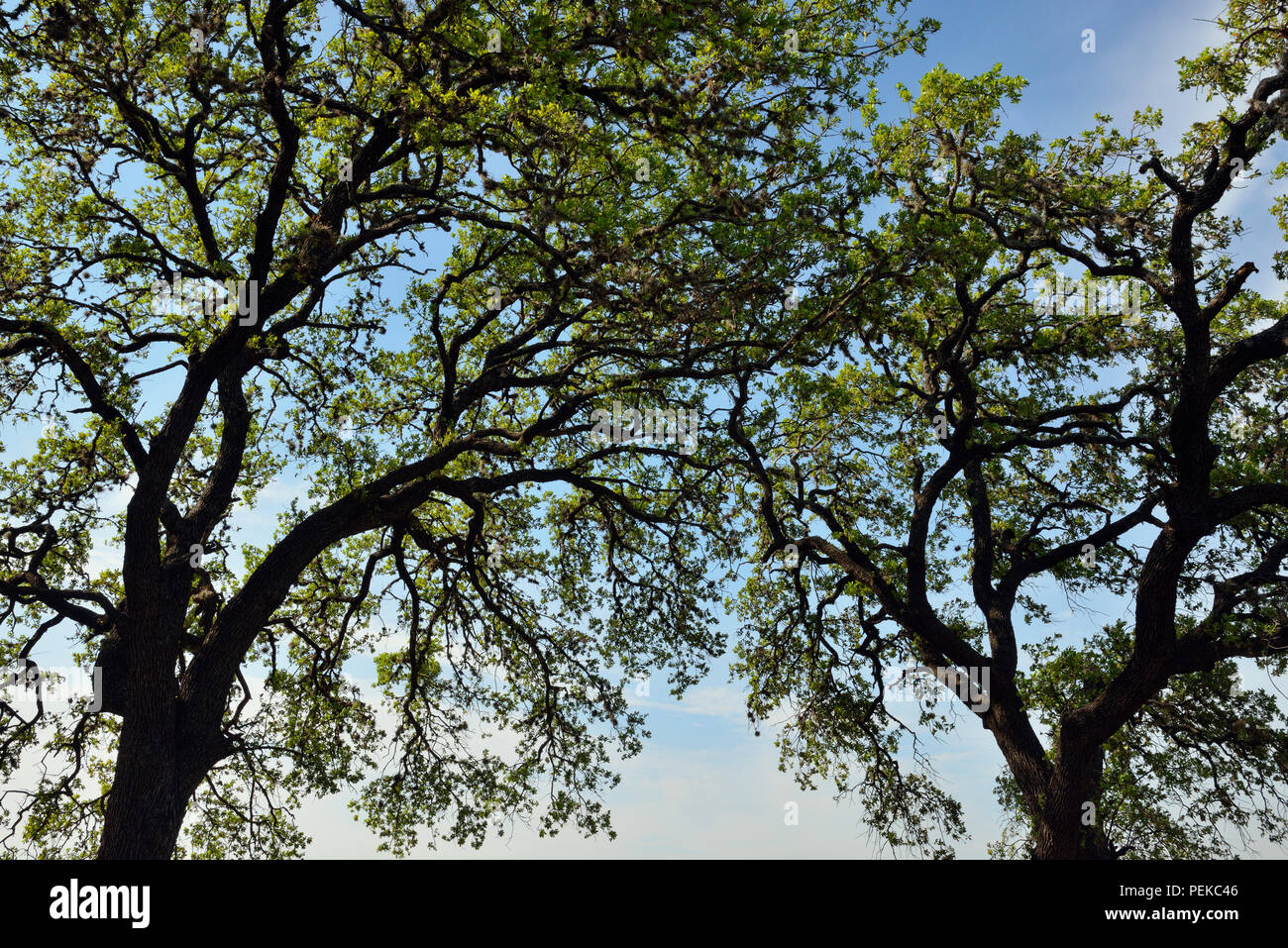 Südliche Live Oak (Quercus virginiana) im Frühjahr in Texas Hill Country, Tempo Biegen LCRA, Spicewood, Travis County, Texas, USA Stockfoto