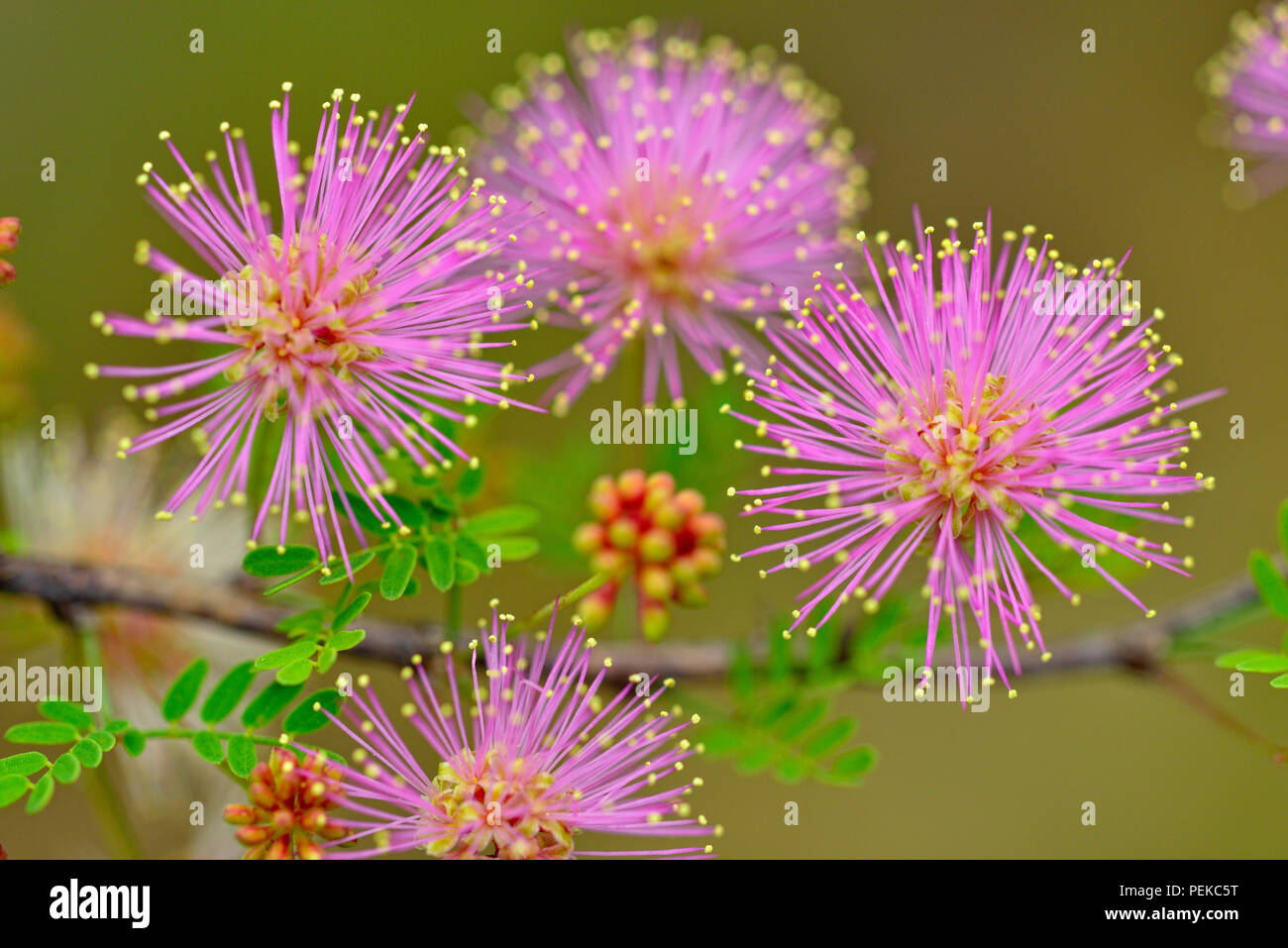 Rosa Mimose (Mimosa borealis), Pace Bend LCRA, Texas, USA Stockfoto